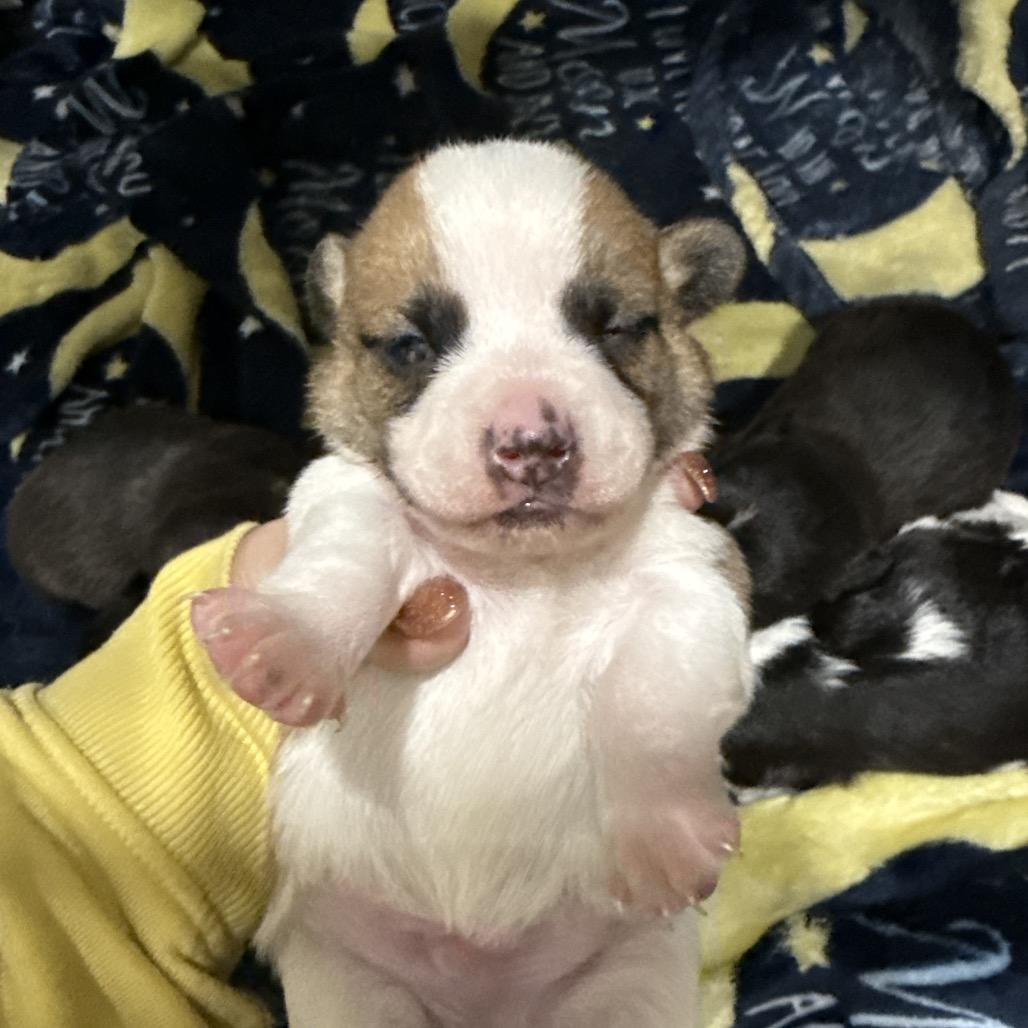 Enlarge Julian, a Adoptable Terrier in Sacramento, CA image 4/4