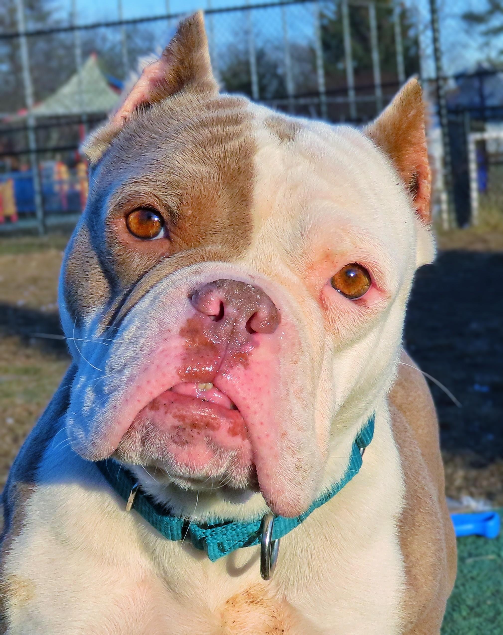 Enlarge 25-507 Hummus, an adopted American Bully in Amityville, NY image 1/6
