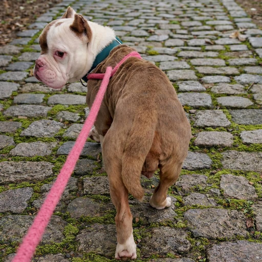 Enlarge 25-507 Hummus, an adopted American Bully in Amityville, NY image 3/6