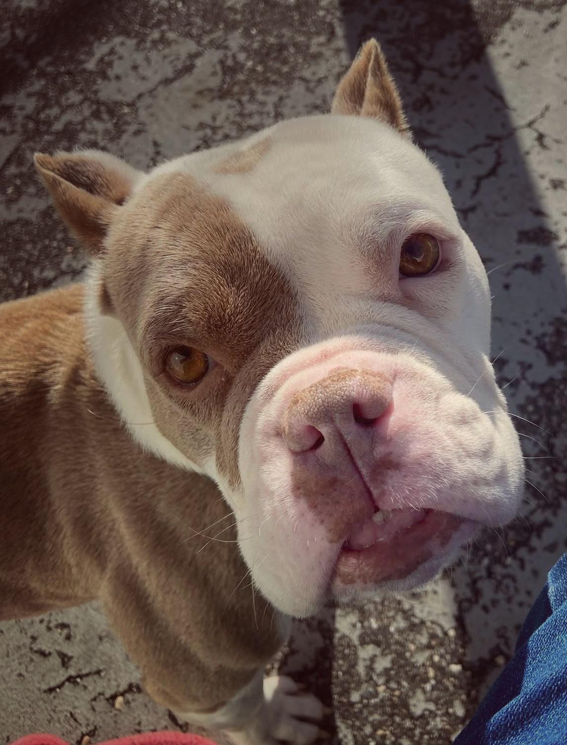 Enlarge 25-507 Hummus, an adopted American Bully in Amityville, NY image 4/6