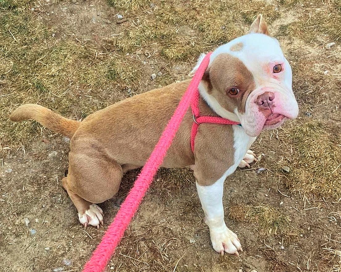 Enlarge 25-507 Hummus, an adopted American Bully in Amityville, NY image 6/6