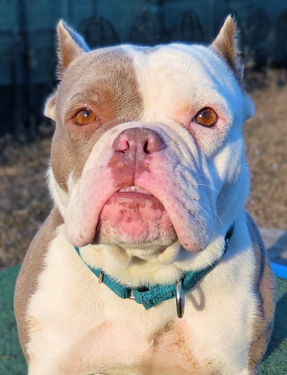 Enlarge 25-507 Hummus, an adopted American Bully in Amityville, NY image 5/6