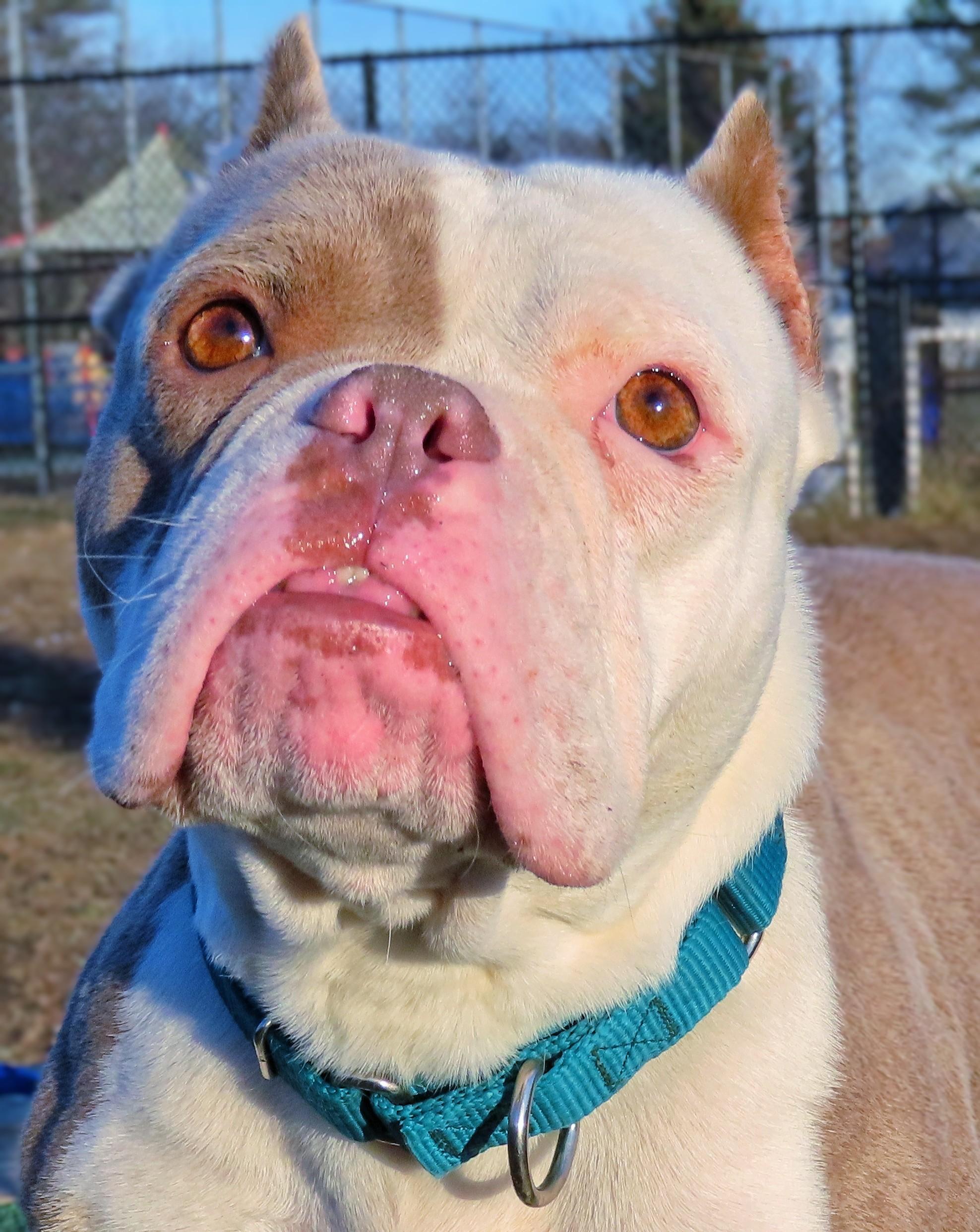 Enlarge 25-507 Hummus, an adopted American Bully in Amityville, NY image 2/6
