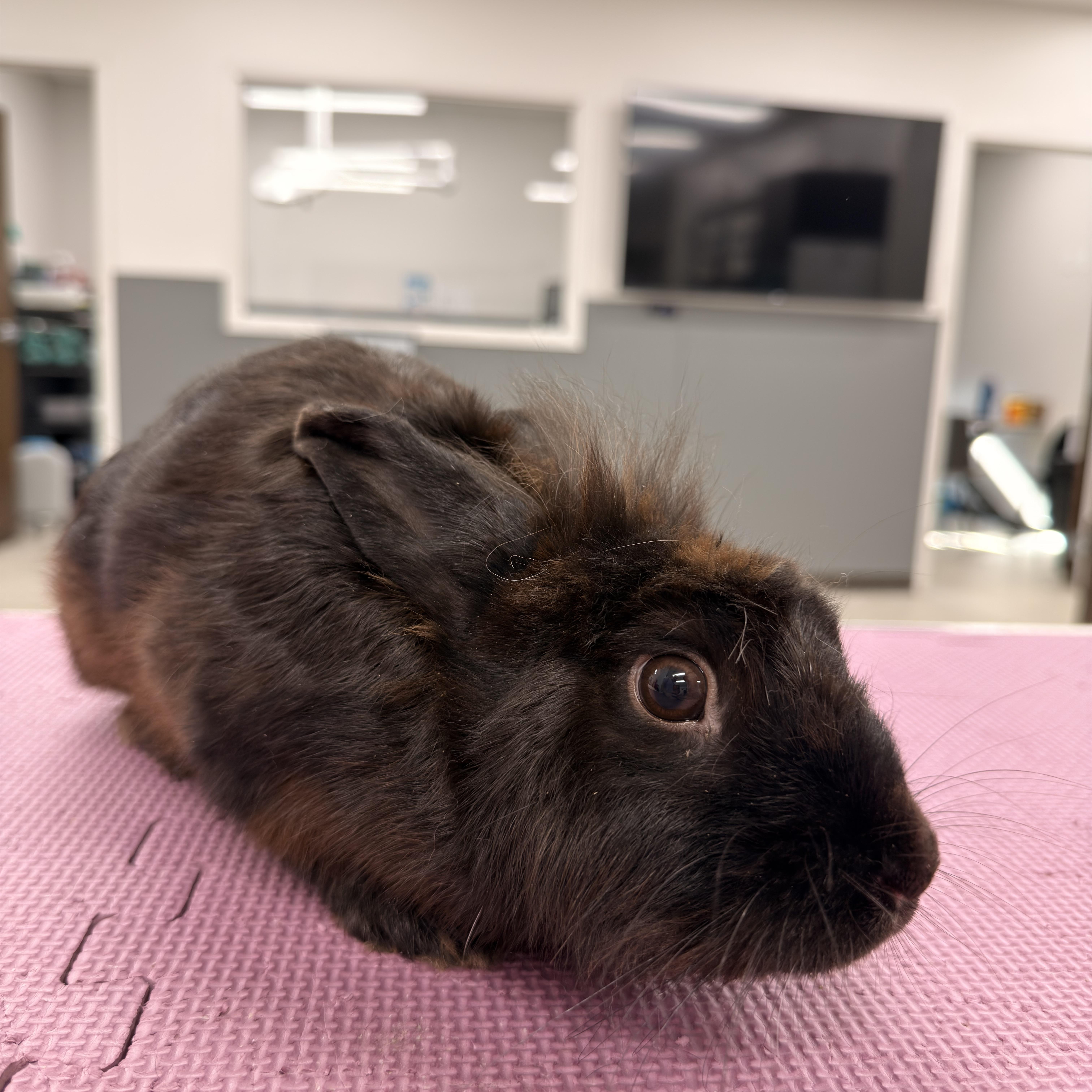 Enlarge Hobgoblin, a Adoptable Lionhead in North Little Rock, AR image 3/3