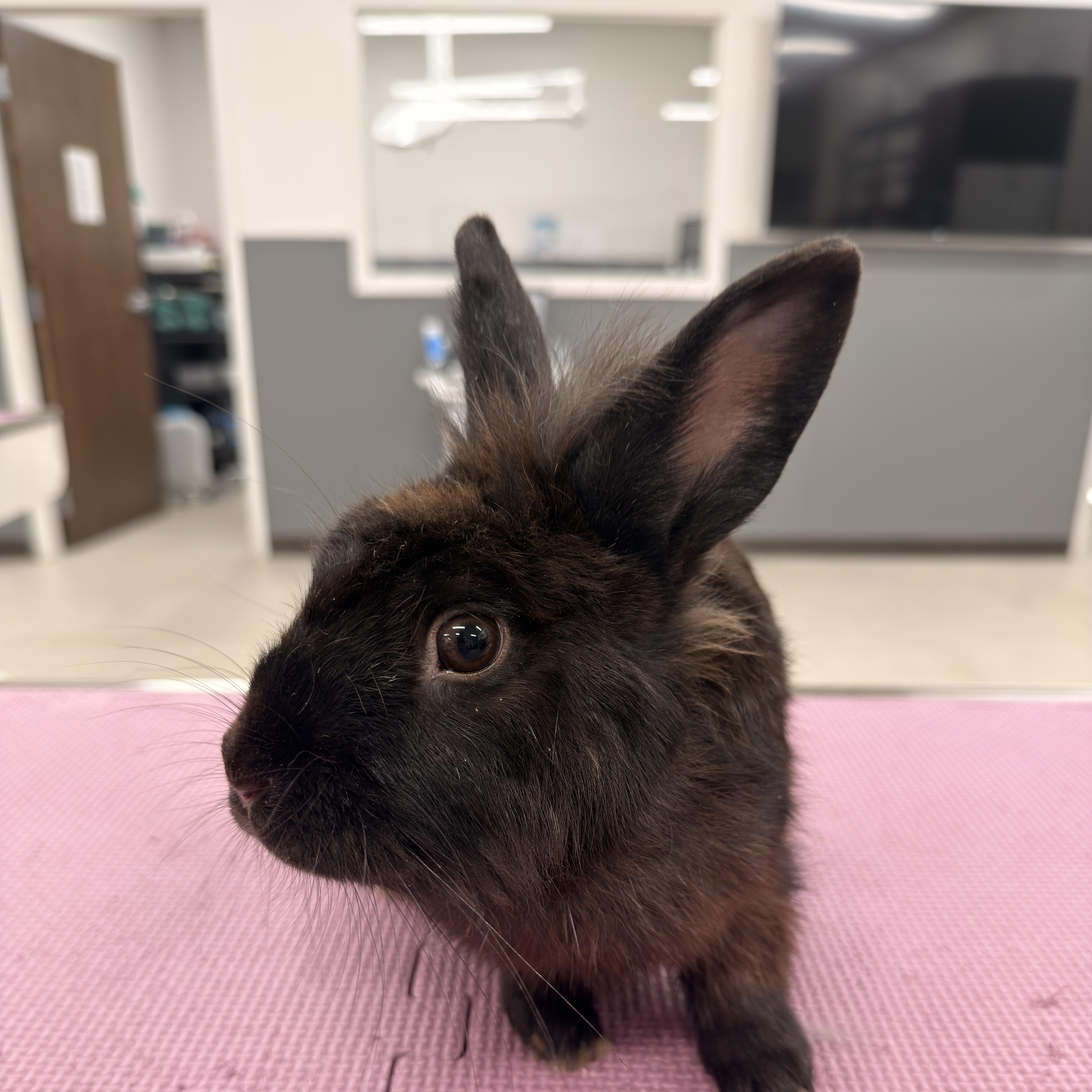 Hobgoblin, Adoptable, Young Male Lionhead.