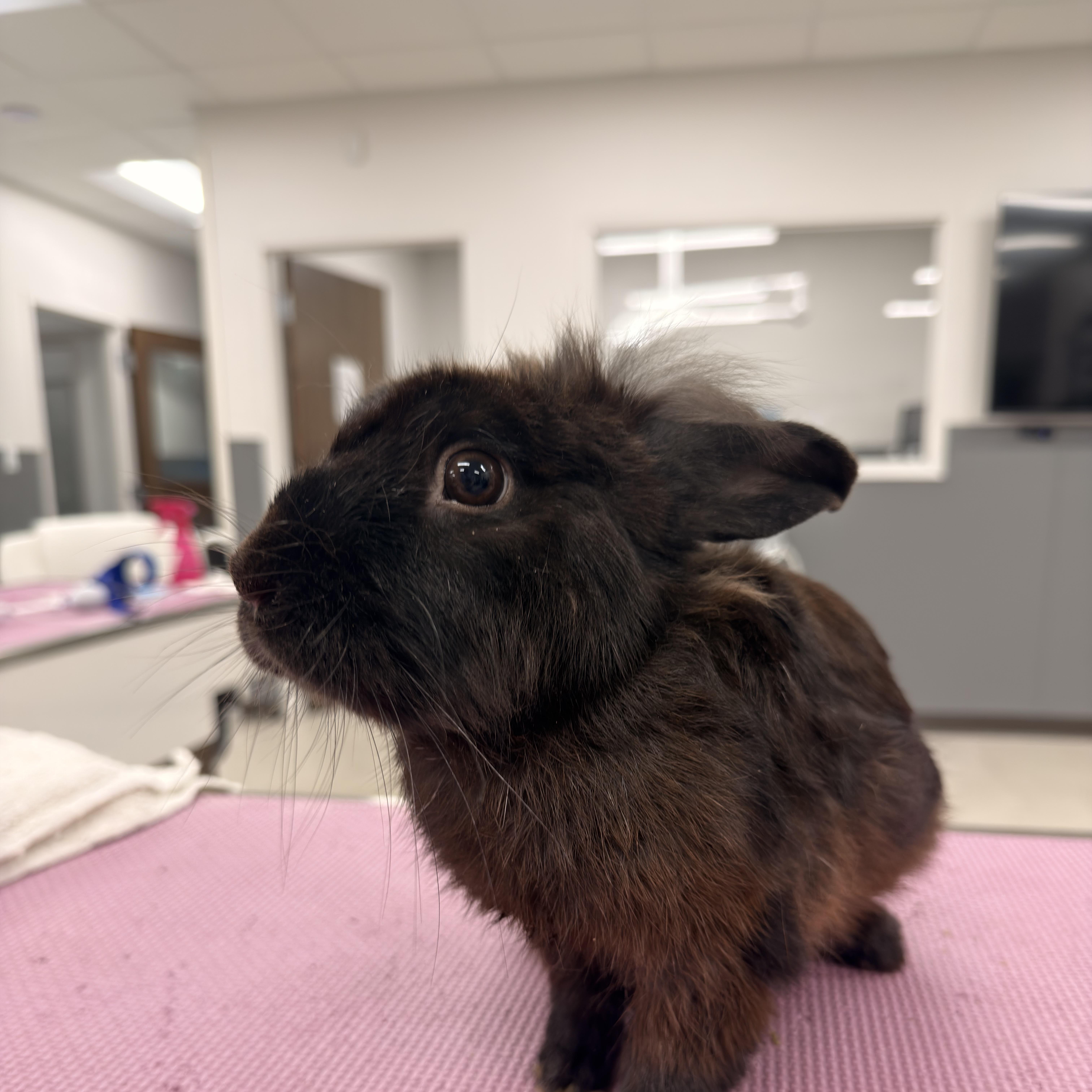 Enlarge Hobgoblin, a Adoptable Lionhead in North Little Rock, AR image 2/3