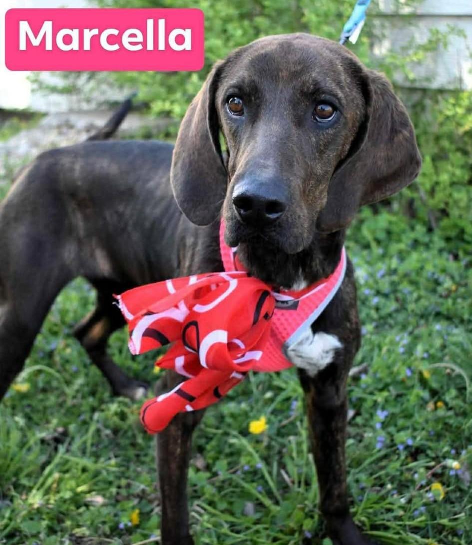 Marcella, ADOPTABLE, Young Female Mixed Breed.