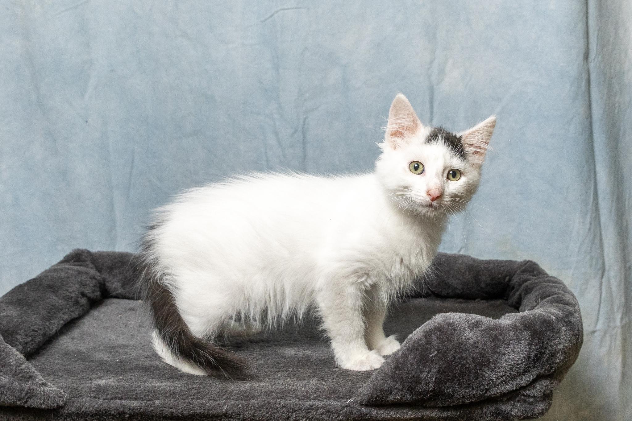 Enlarge Earl, a ADOPTABLE American Shorthair in Mount Juliet, TN image 3/3