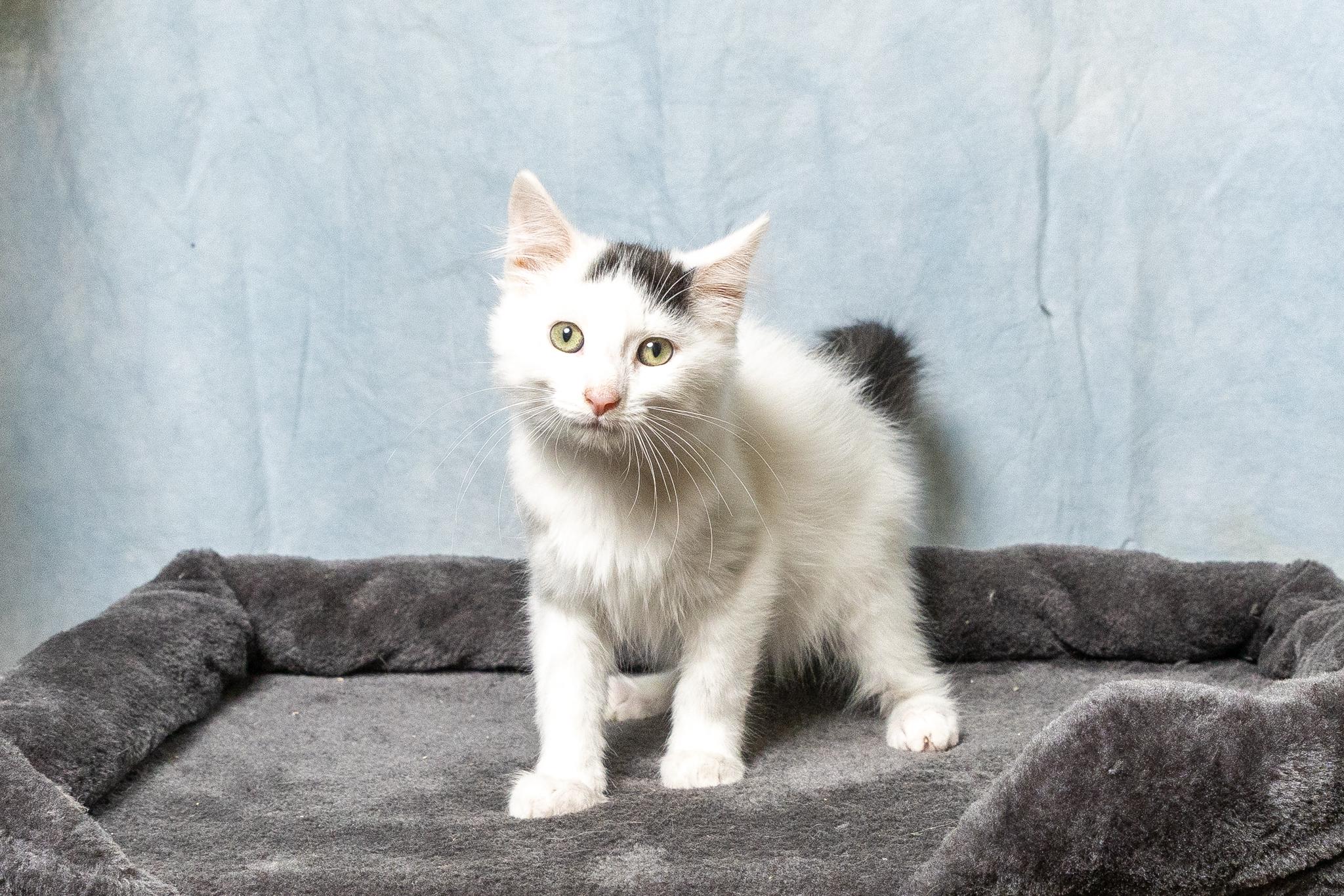 Enlarge Earl, a ADOPTABLE American Shorthair in Mount Juliet, TN image 2/3