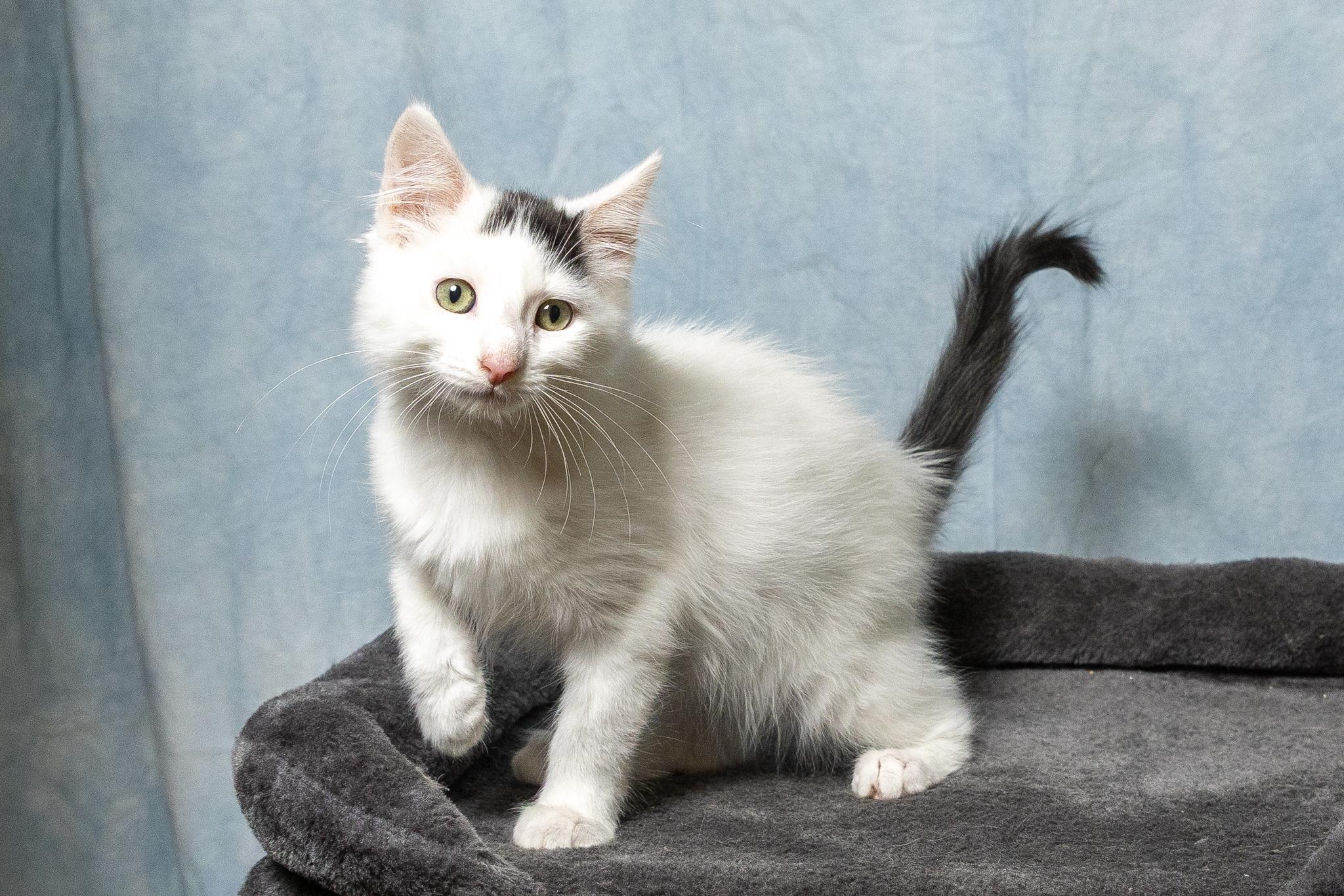 Enlarge Earl, a ADOPTABLE American Shorthair in Mount Juliet, TN image 1/3