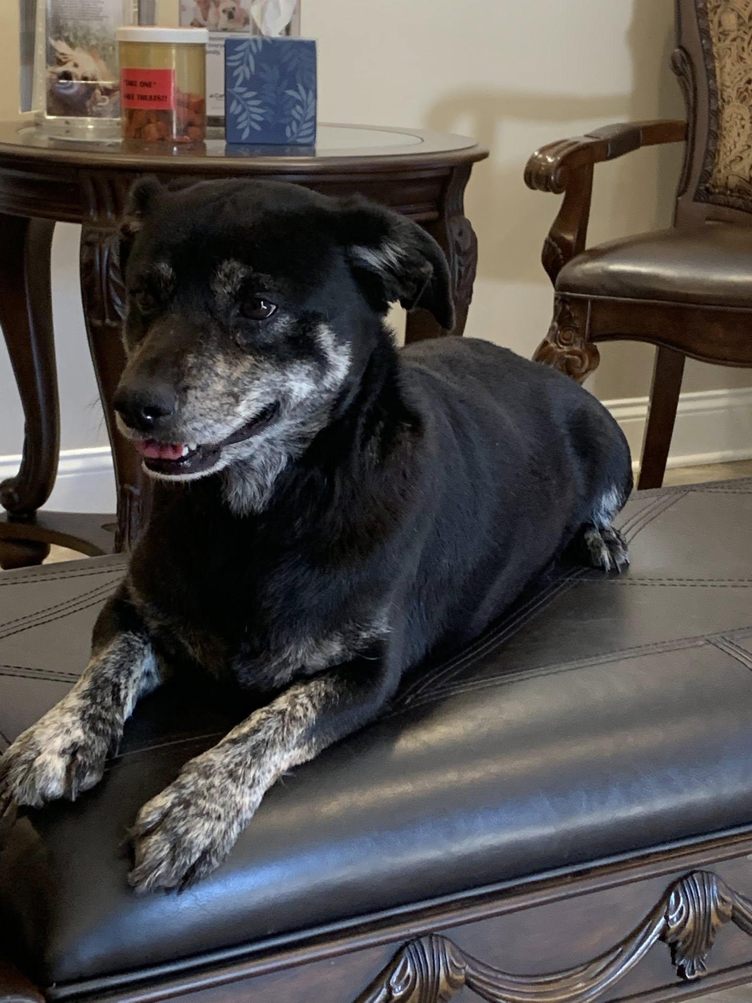 Enlarge Frances, an adopted mixed breed in Guntersville, AL image 4/4