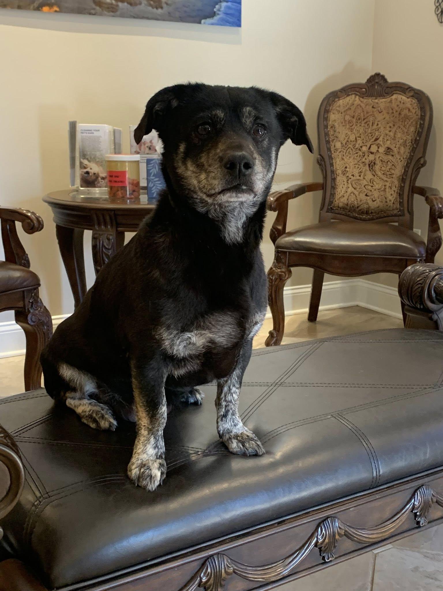 Enlarge Frances, an adopted mixed breed in Guntersville, AL image 3/4