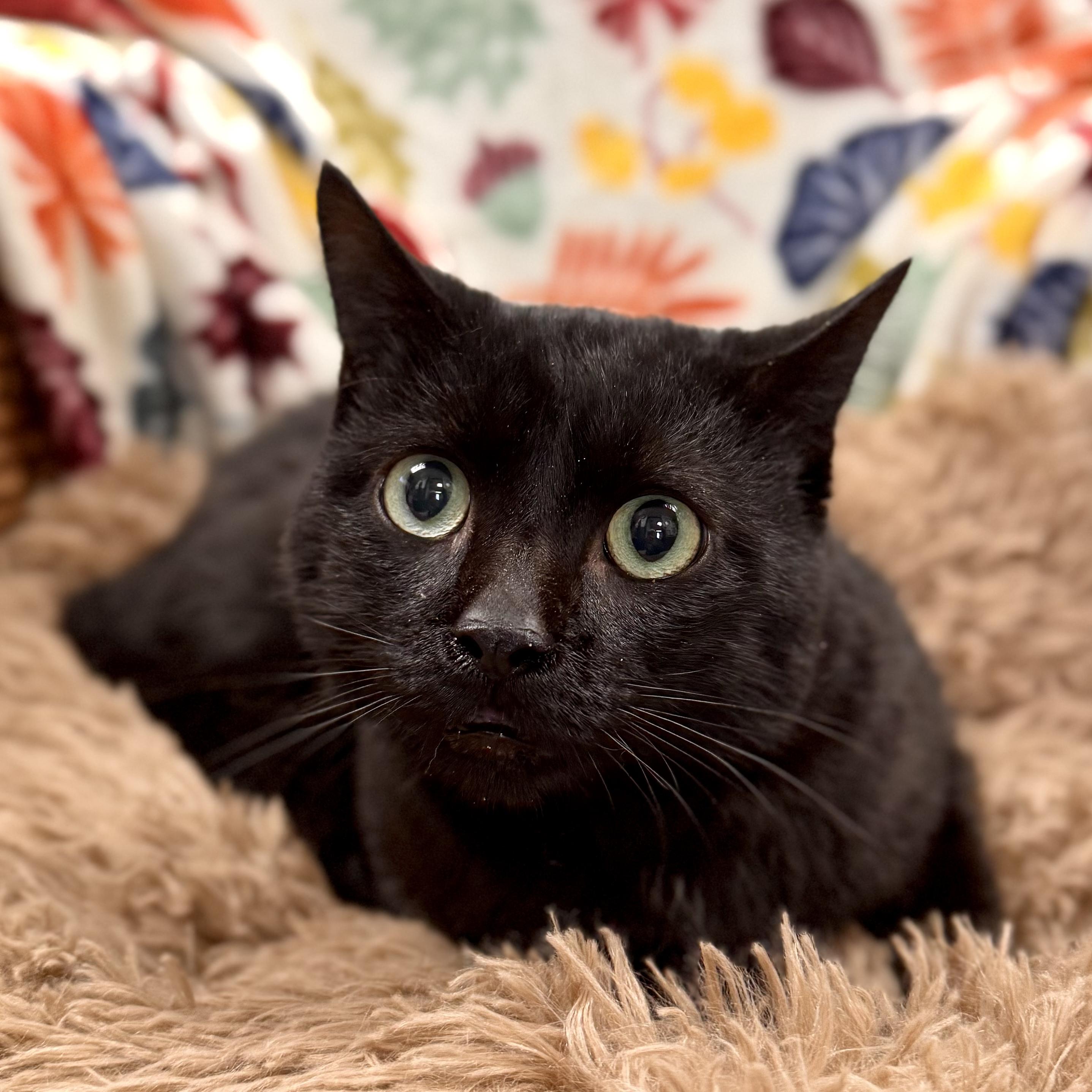 Suki, a Adoptable Domestic Short Hair in Midland, MI image 2/3