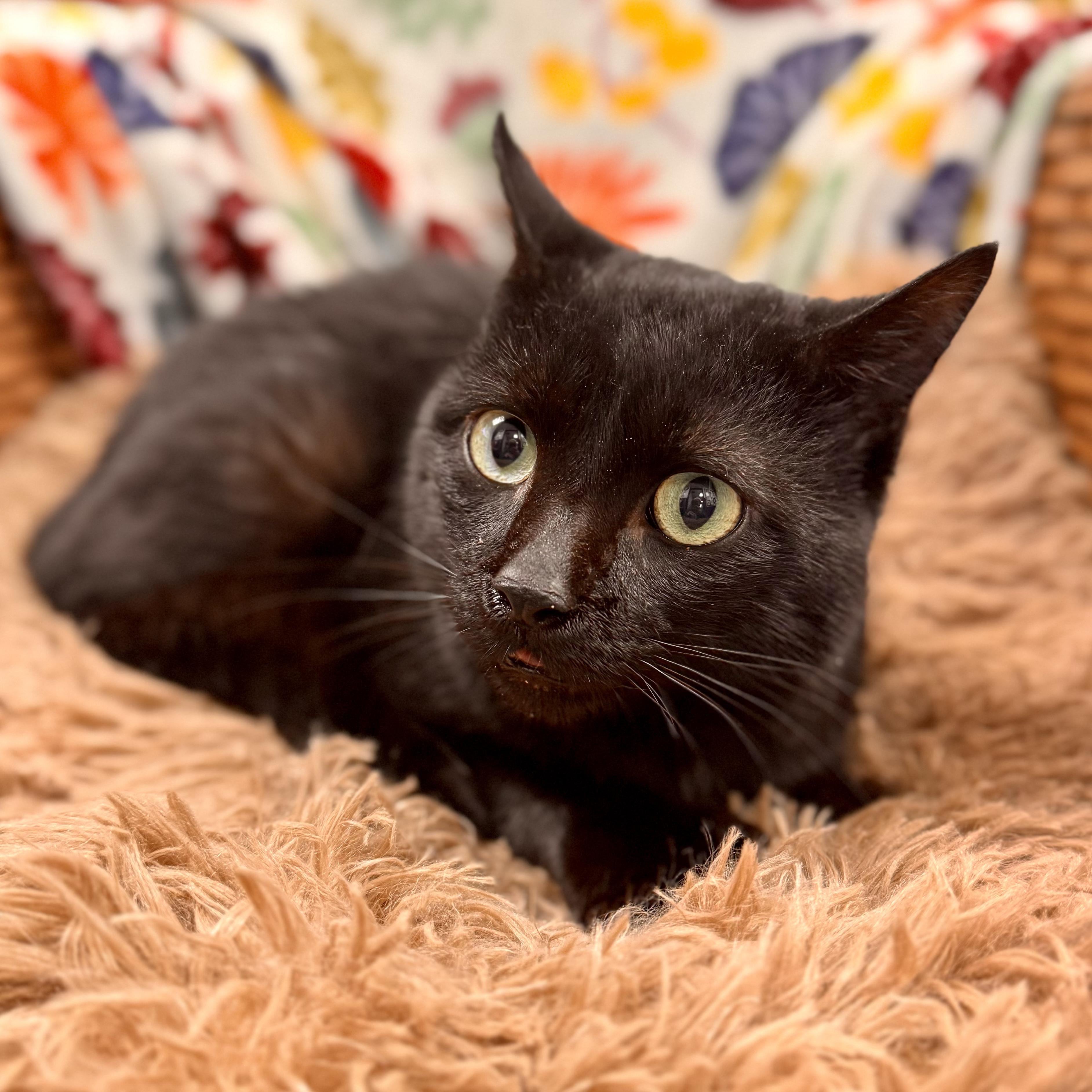 Suki, a Adoptable Domestic Short Hair in Midland, MI image 3/3