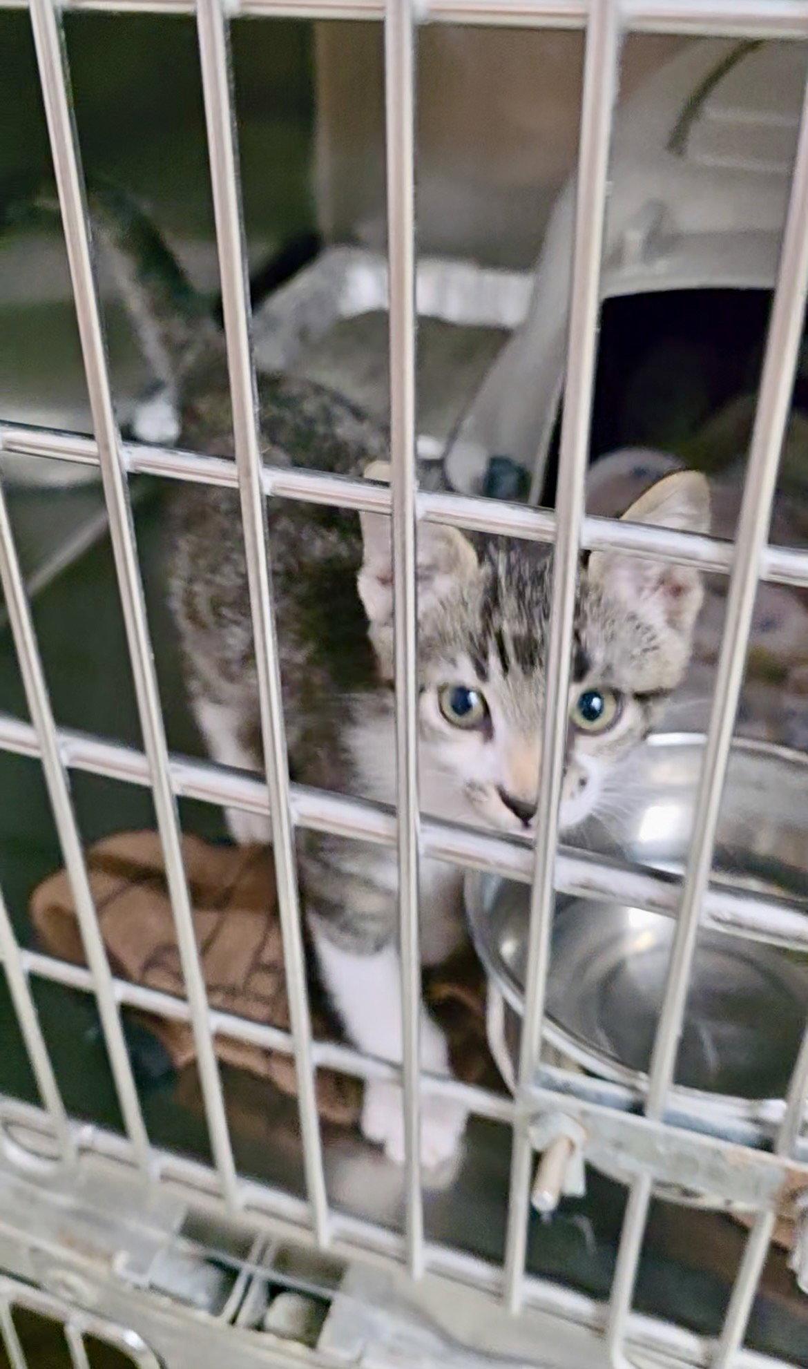 Enlarge Plas, a Adoptable Domestic Short Hair in Fargo, ND image 1/2