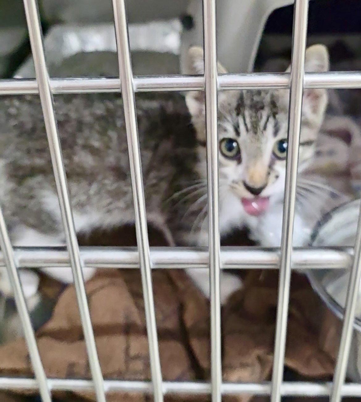 Enlarge Plas, a Adoptable Domestic Short Hair in Fargo, ND image 2/2