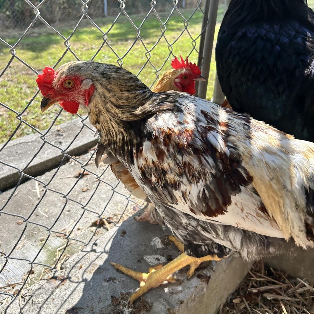Darlene, Adoptable, Young Female Chicken.
