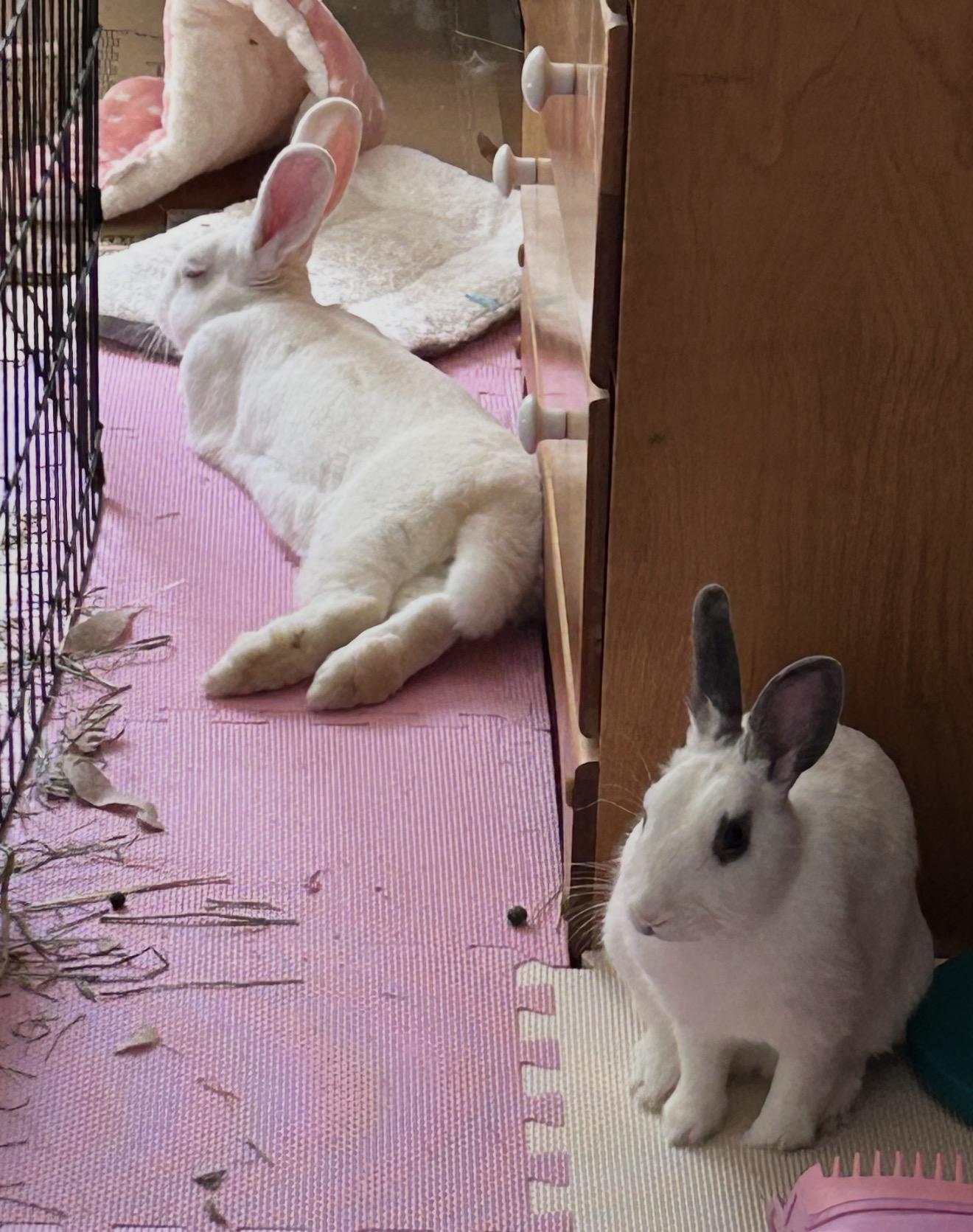 Shrek & Fiona, Adoptable, Young Male American.