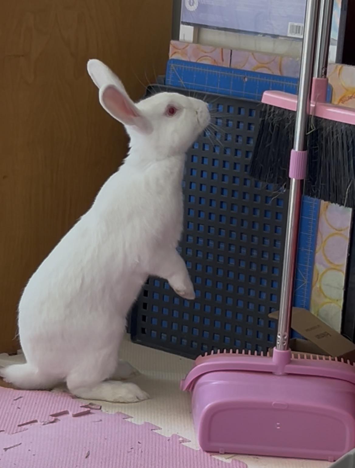 Enlarge Shrek & Fiona, a Adoptable American in North salem, NY image 2/3