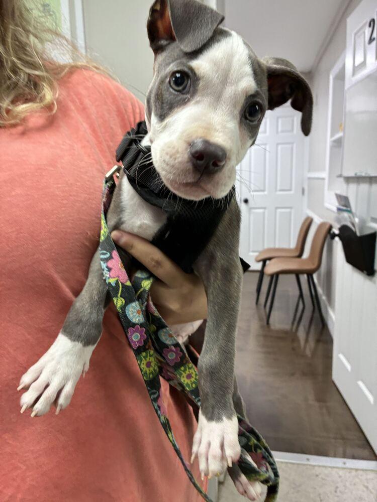 Enlarge Rudy, a Adoptable American Staffordshire Terrier in Marietta, GA image 2/6