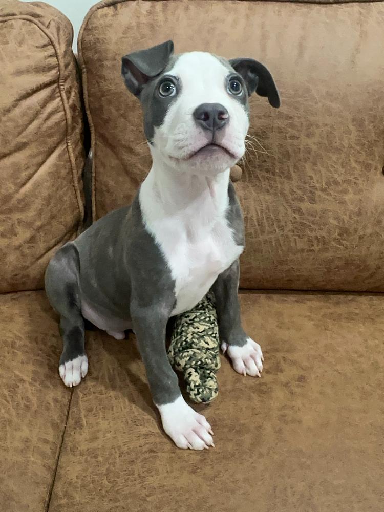 Enlarge Rudy, a Adoptable American Staffordshire Terrier in Marietta, GA image 3/6