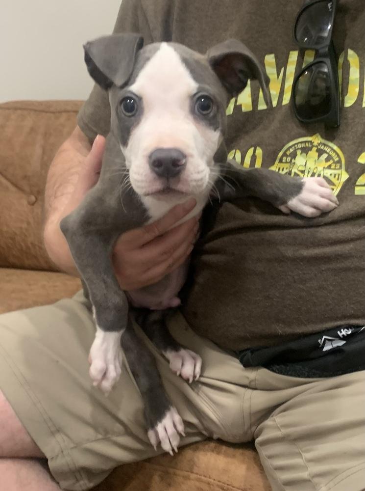 Enlarge Rudy, a Adoptable American Staffordshire Terrier in Marietta, GA image 4/6