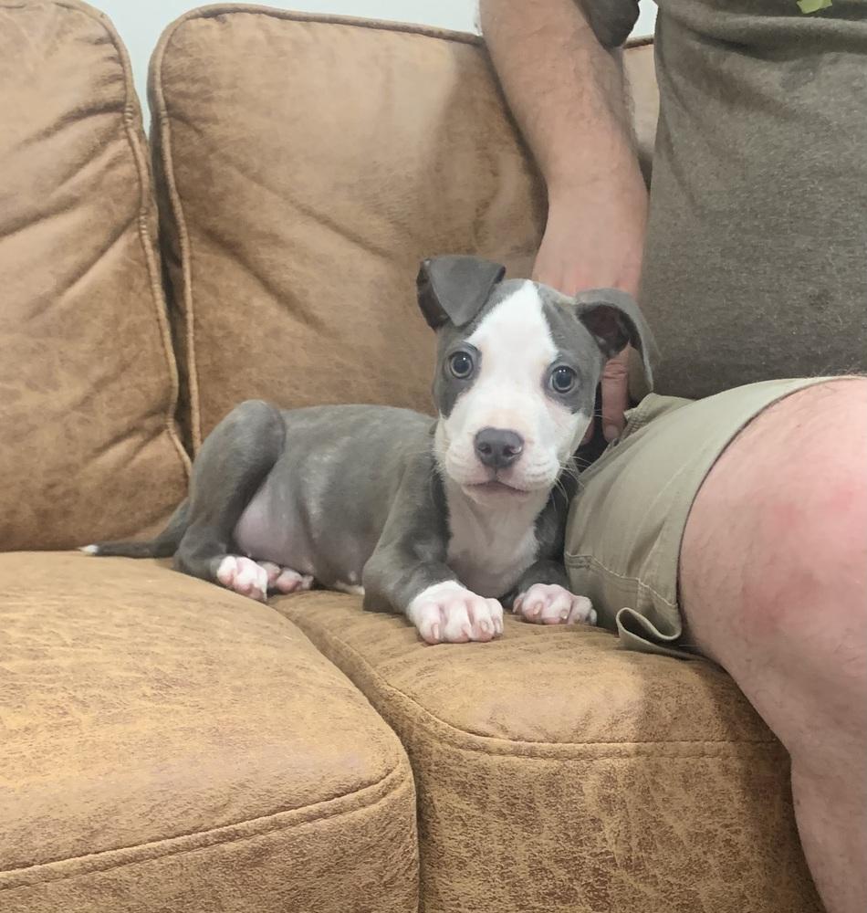 Enlarge Rudy, a Adoptable American Staffordshire Terrier in Marietta, GA image 6/6