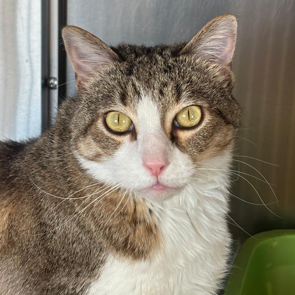 Enlarge Matilda, a Adoptable Domestic Short Hair in Manhattan, KS image 2/4