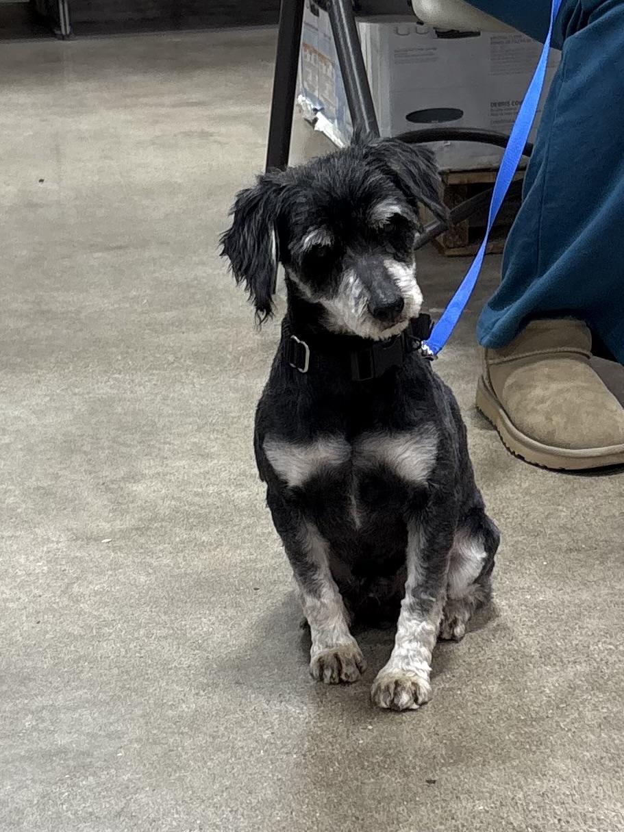 Enlarge Jimmy , an adopted Miniature Schnauzer in Orland Park, IL image 3/6