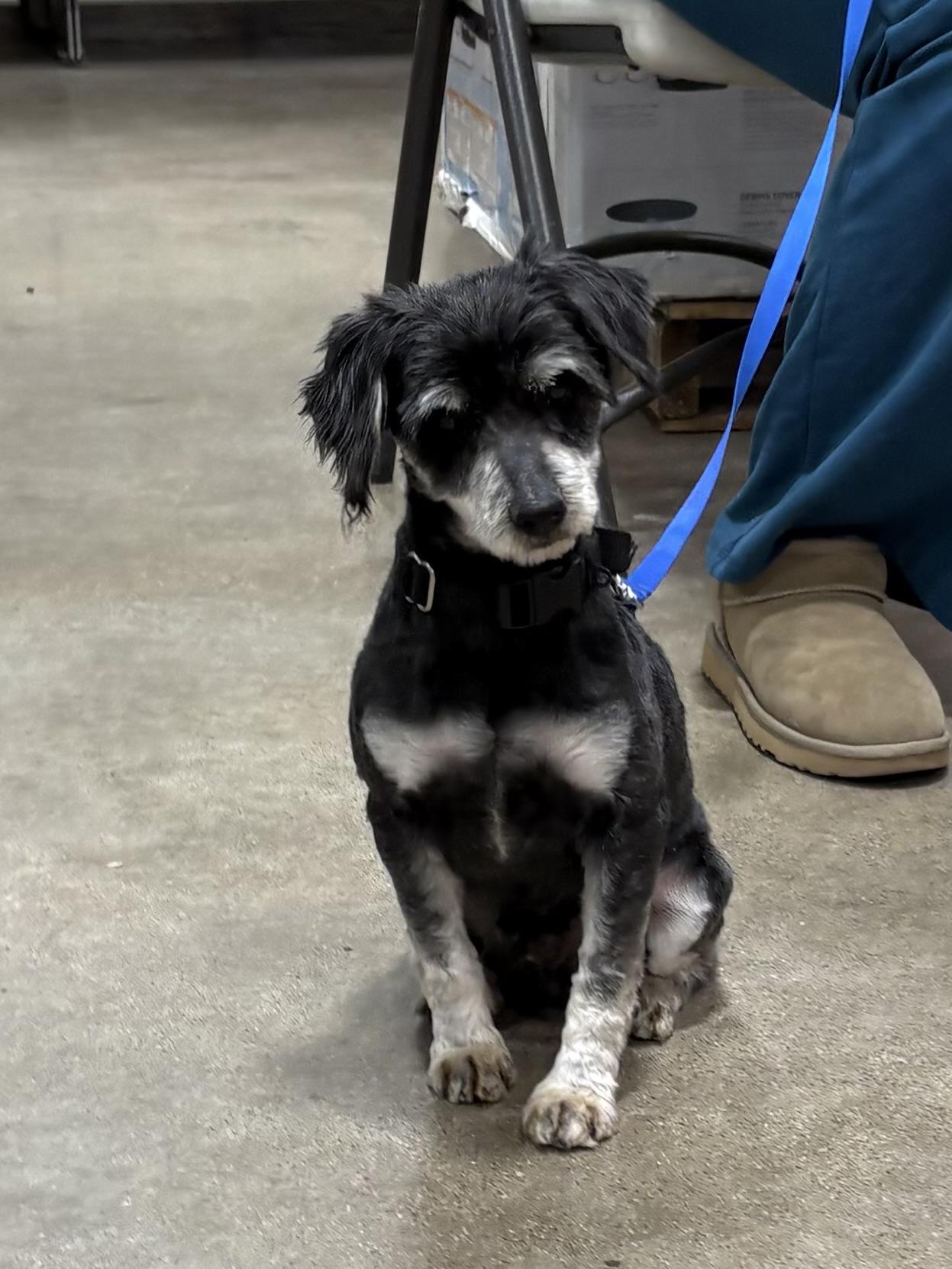 Jimmy , adopted, Adult Male Miniature Schnauzer.