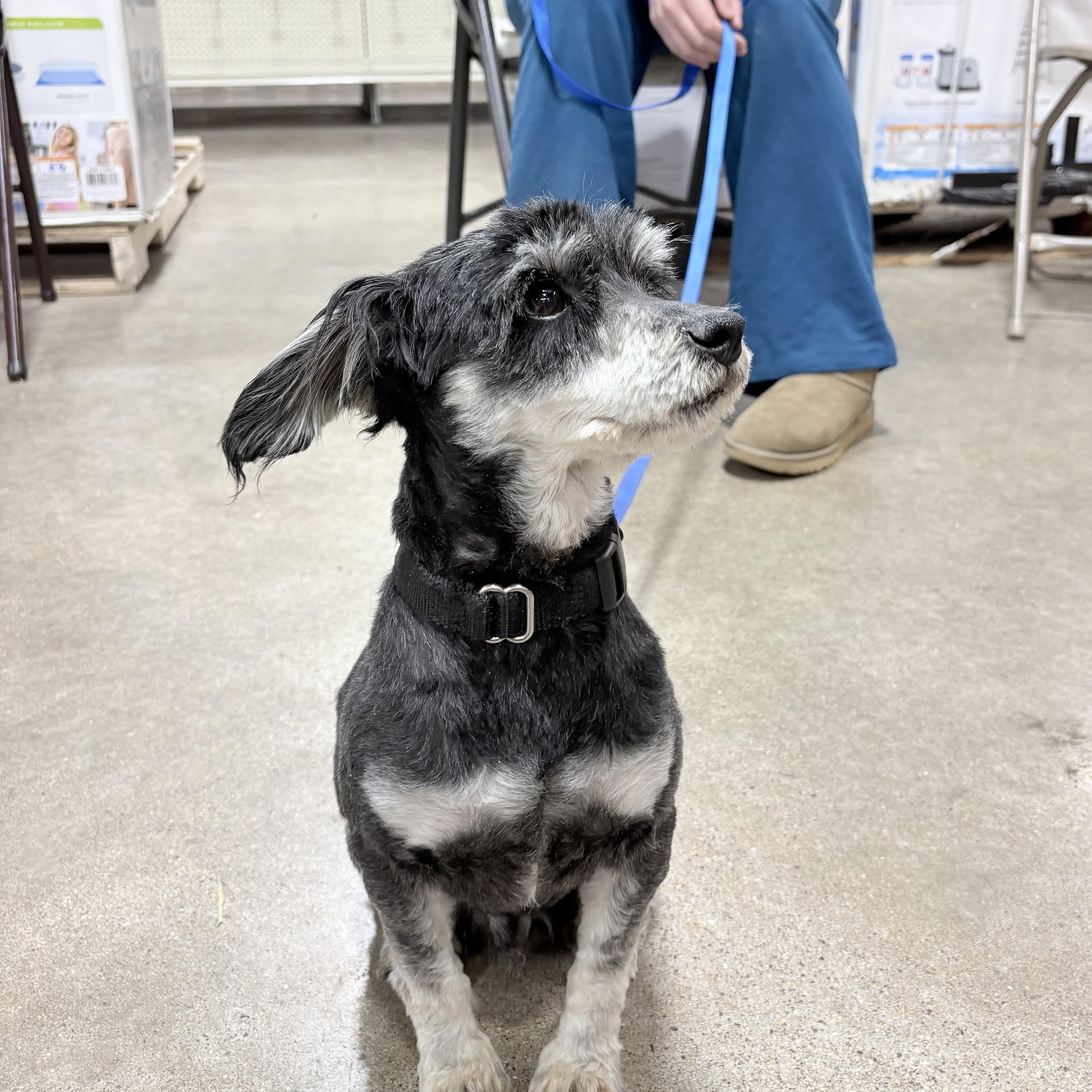 Enlarge Jimmy , an adopted Miniature Schnauzer in Orland Park, IL image 2/6
