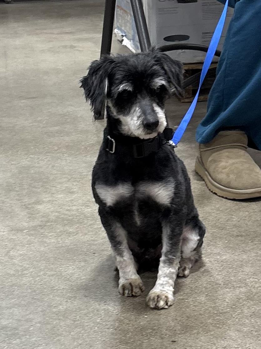 Enlarge Jimmy , an adopted Miniature Schnauzer in Orland Park, IL image 5/6