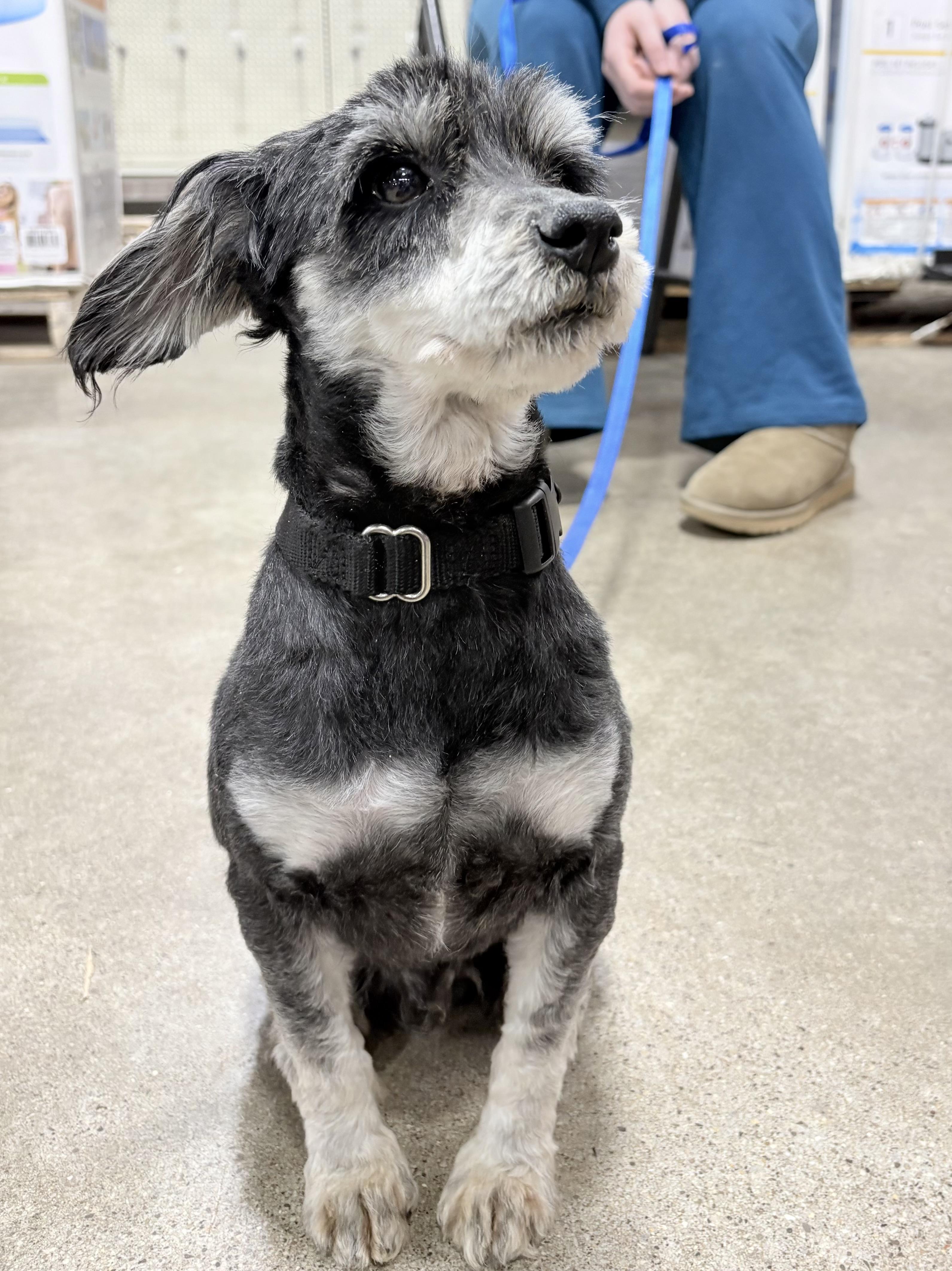 Enlarge Jimmy , an adopted Miniature Schnauzer in Orland Park, IL image 4/6