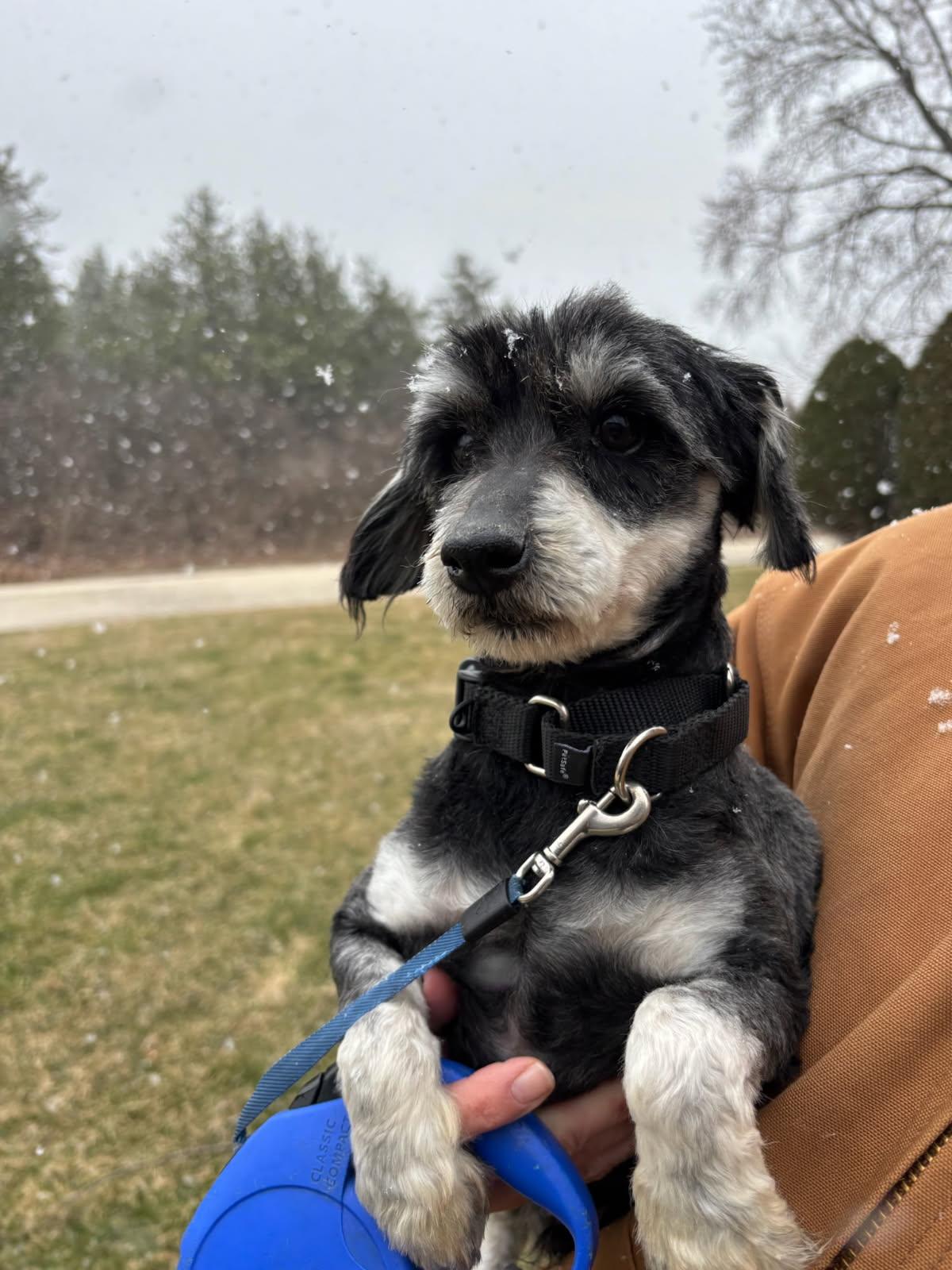 Enlarge Jimmy , an adopted Miniature Schnauzer in Orland Park, IL image 6/6