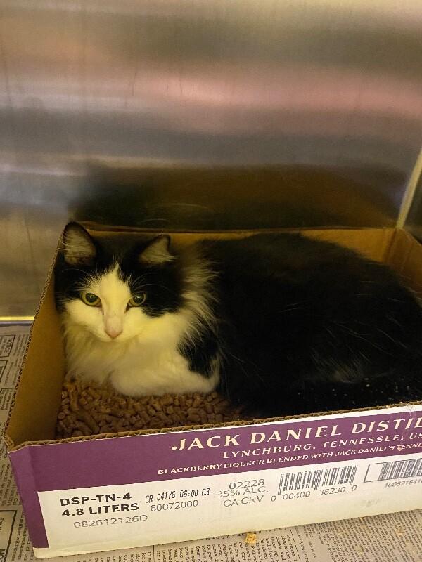Enlarge Prissy, a Adoptable Domestic Long Hair in Jackson, TN image 1/1