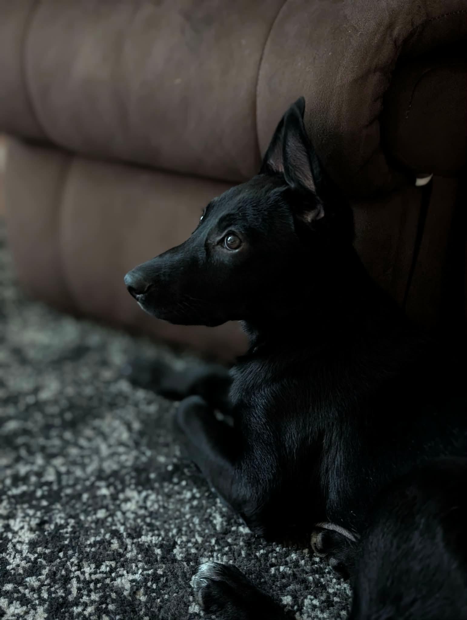 Darwin, Adoptable, Young Male Labrador Retriever.