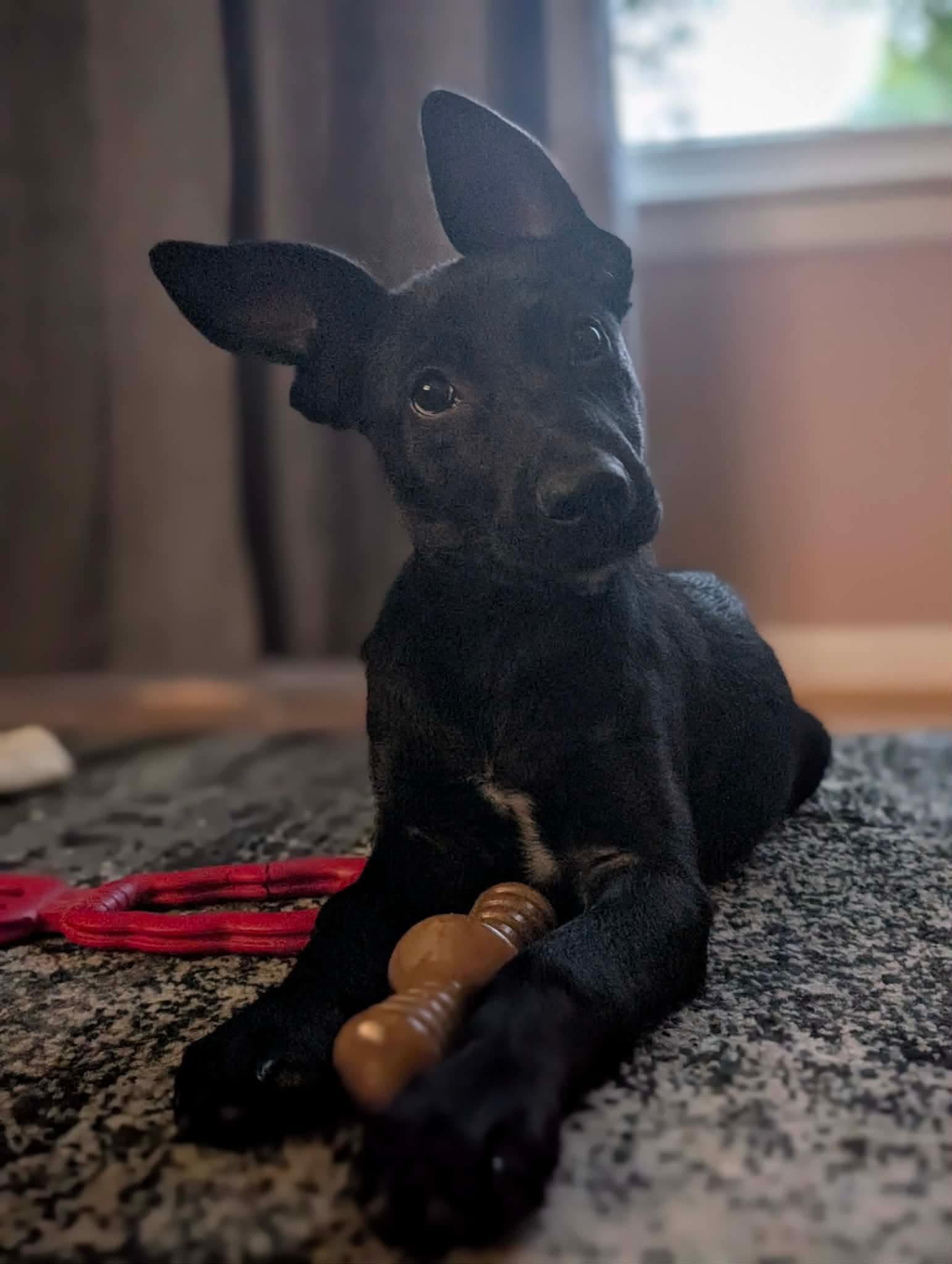 Darwin, a Adoptable Labrador Retriever in Springville, NY image 2/3