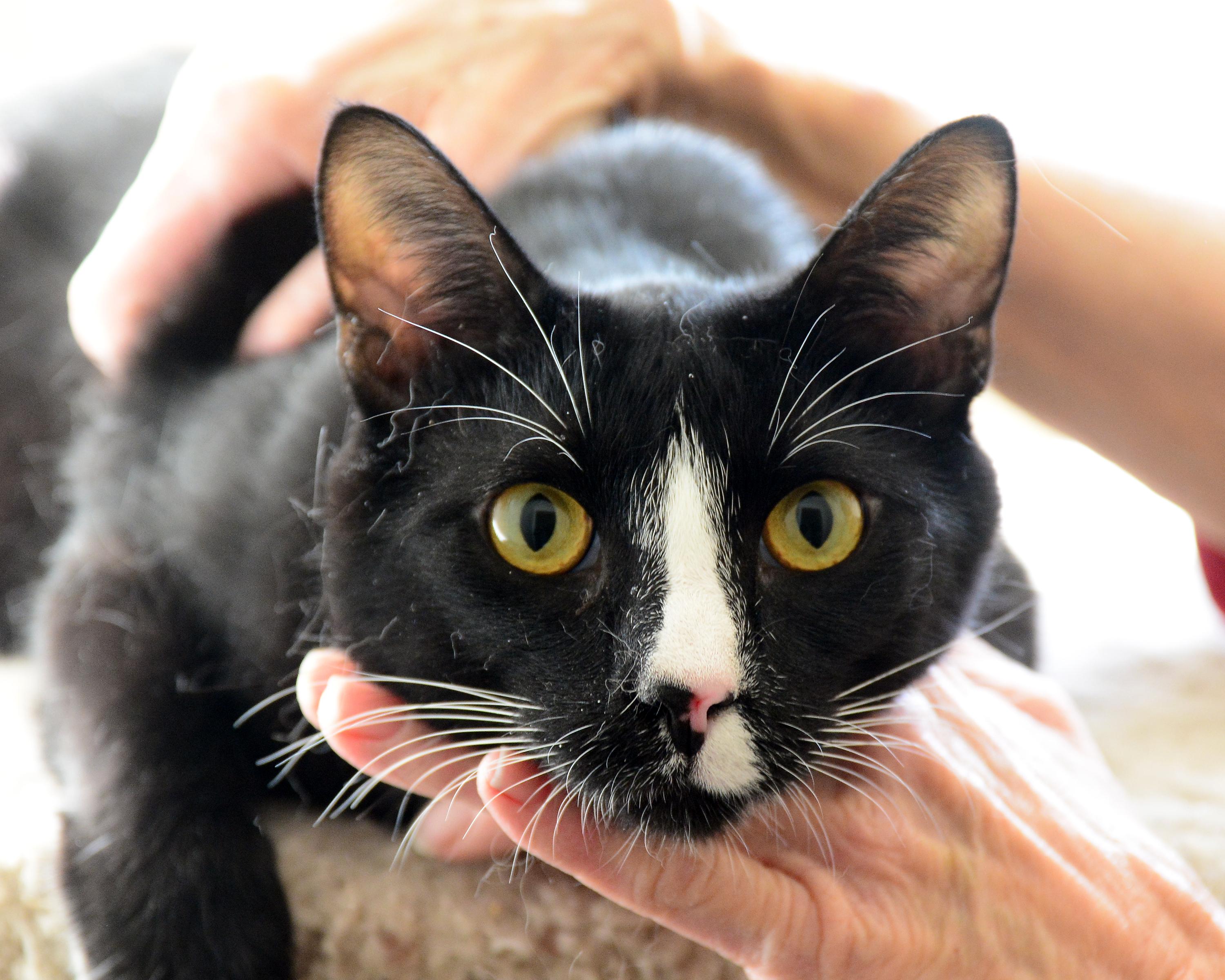 Enlarge Vee, a ADOPTABLE Domestic Short Hair in Corrales, NM image 1/1