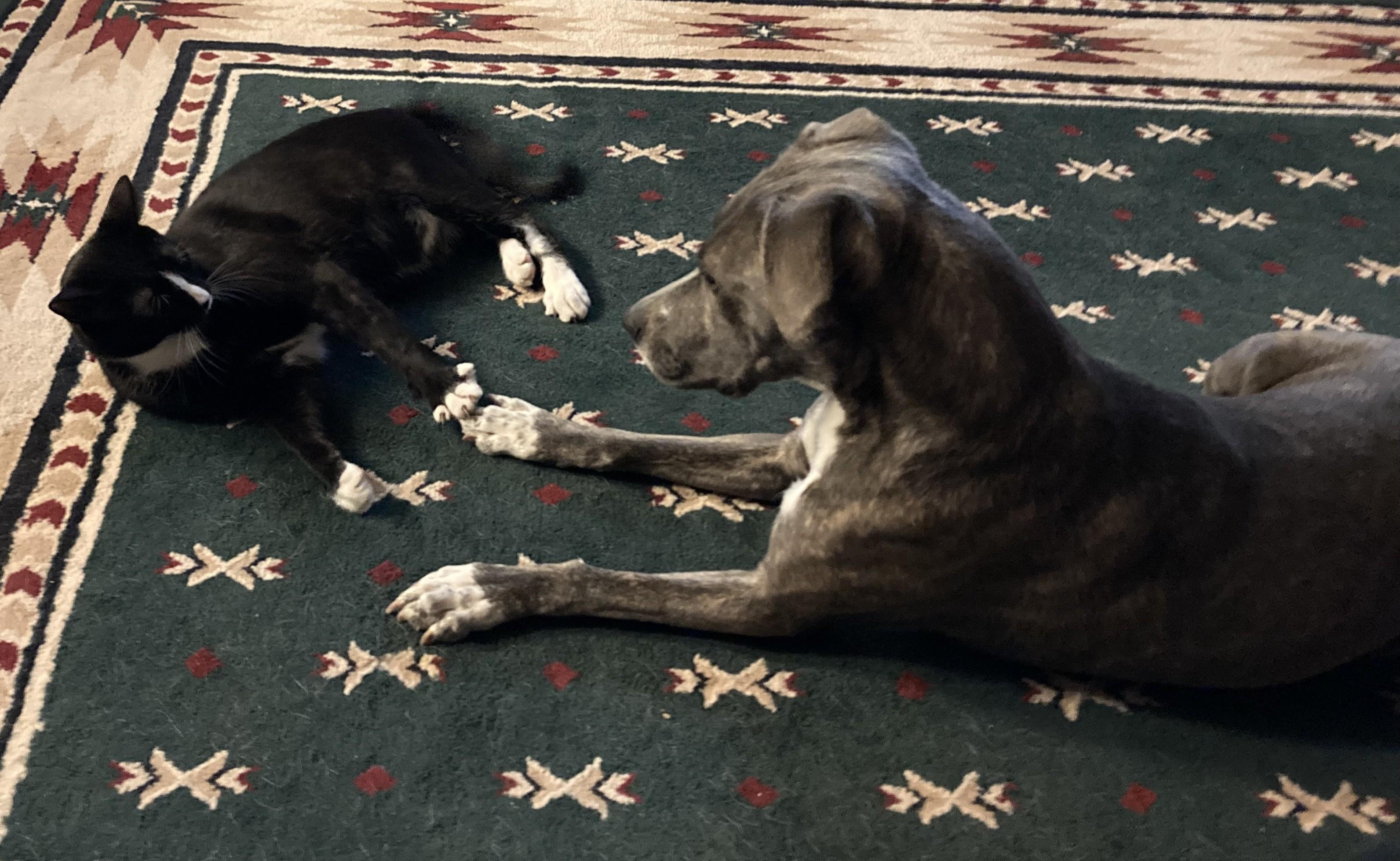 Enlarge Vee, a ADOPTABLE Domestic Short Hair in Corrales, NM image 2/2