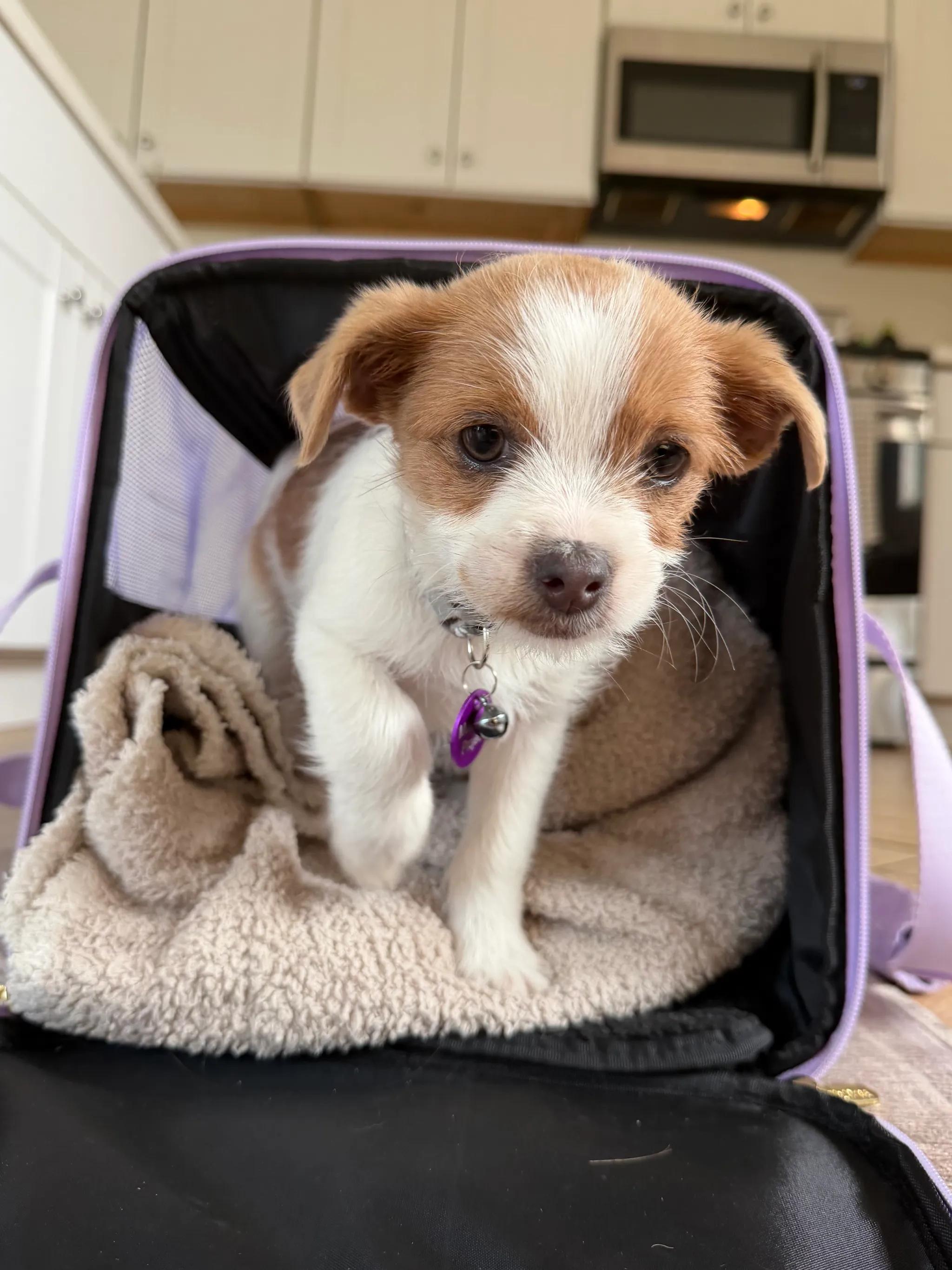 Enlarge Marilyn Monroe, an adopted mixed breed in West Hollywood, CA image 4/5