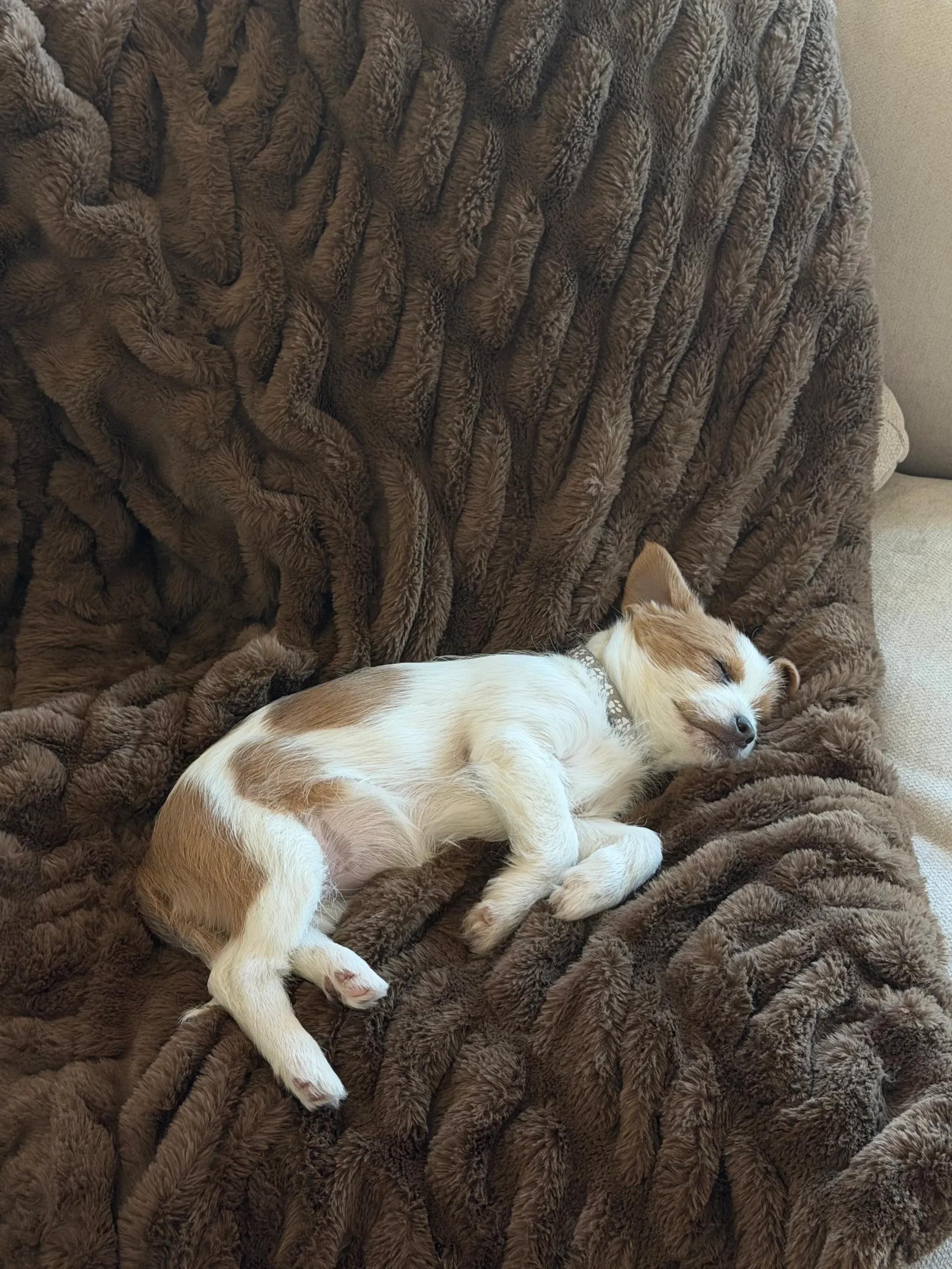 Enlarge Marilyn Monroe, an adopted mixed breed in West Hollywood, CA image 2/5