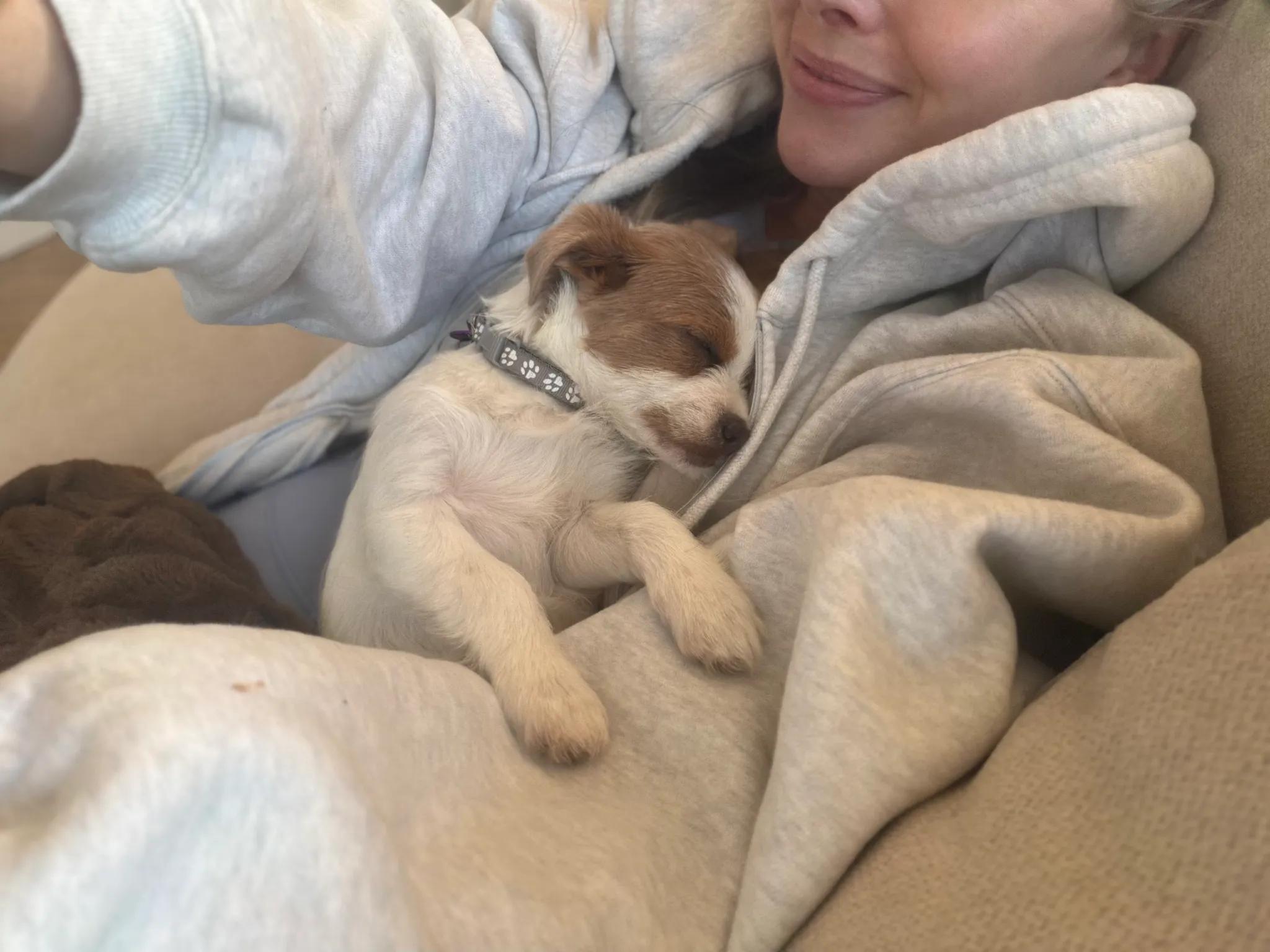 Marilyn Monroe, adopted, Puppy Female Chihuahua.