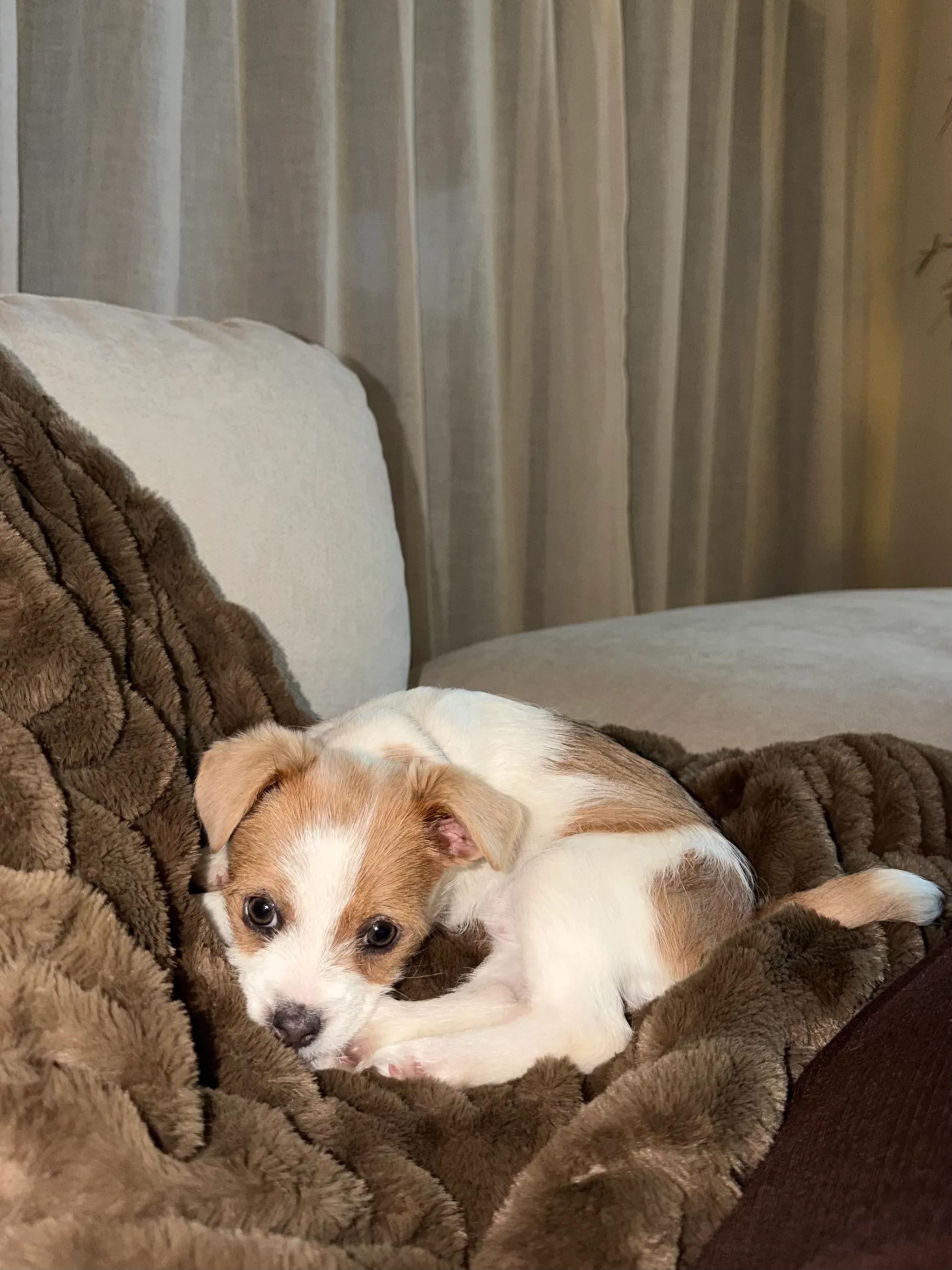 Enlarge Marilyn Monroe, an adopted mixed breed in West Hollywood, CA image 5/5