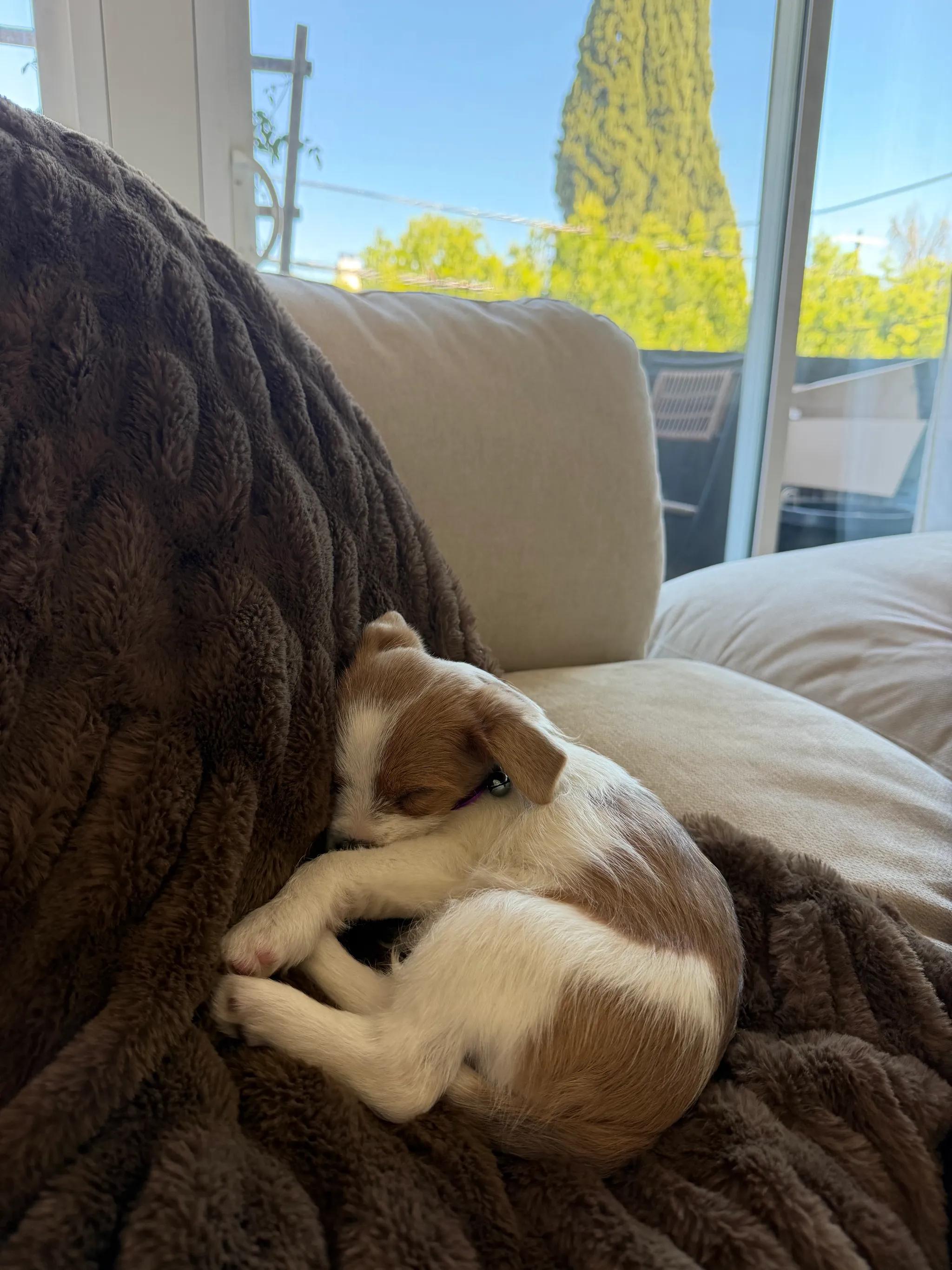 Enlarge Marilyn Monroe, an adopted mixed breed in West Hollywood, CA image 3/5