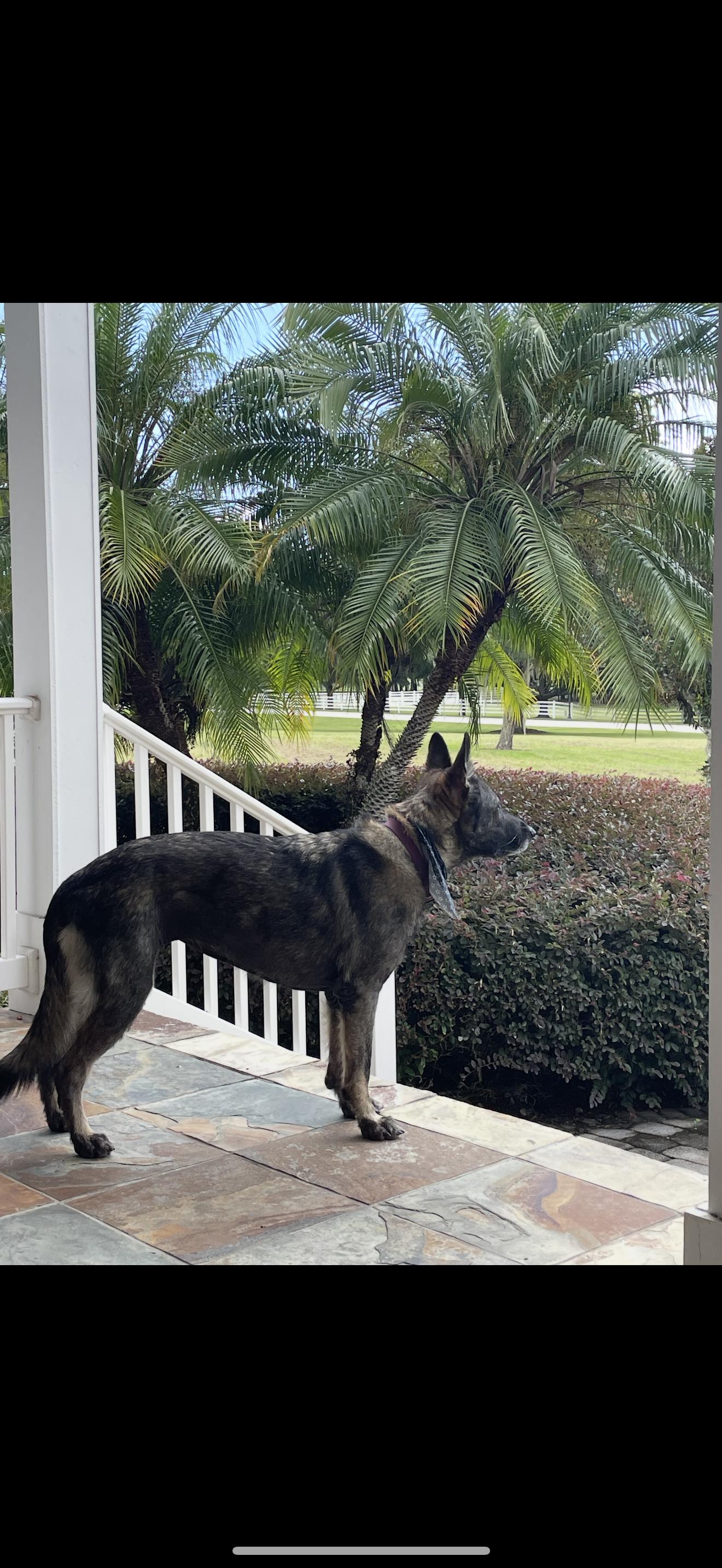 Enlarge Niya, a Adopted German Shepherd Dog in Oviedo, FL image 1/3