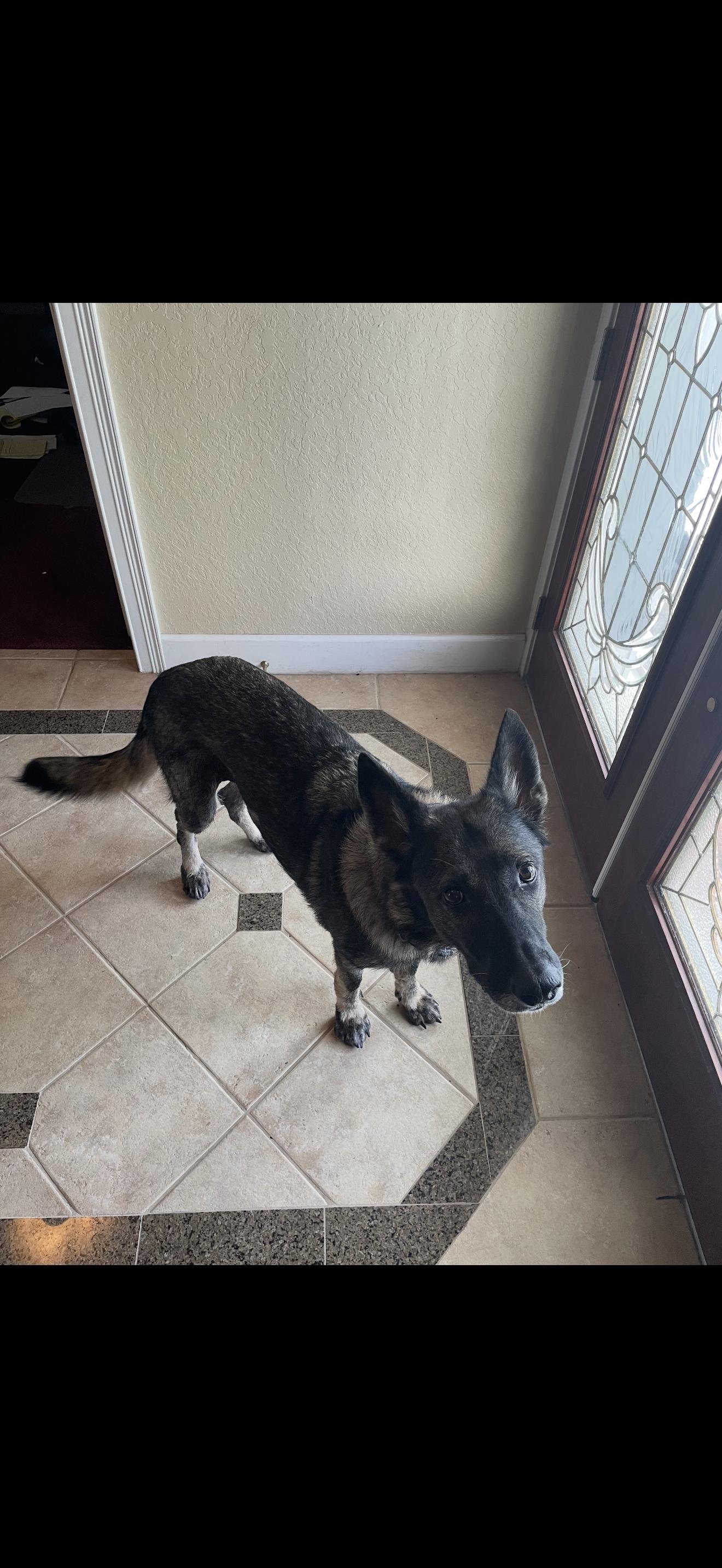 Enlarge Niya, a Adopted German Shepherd Dog in Oviedo, FL image 2/3