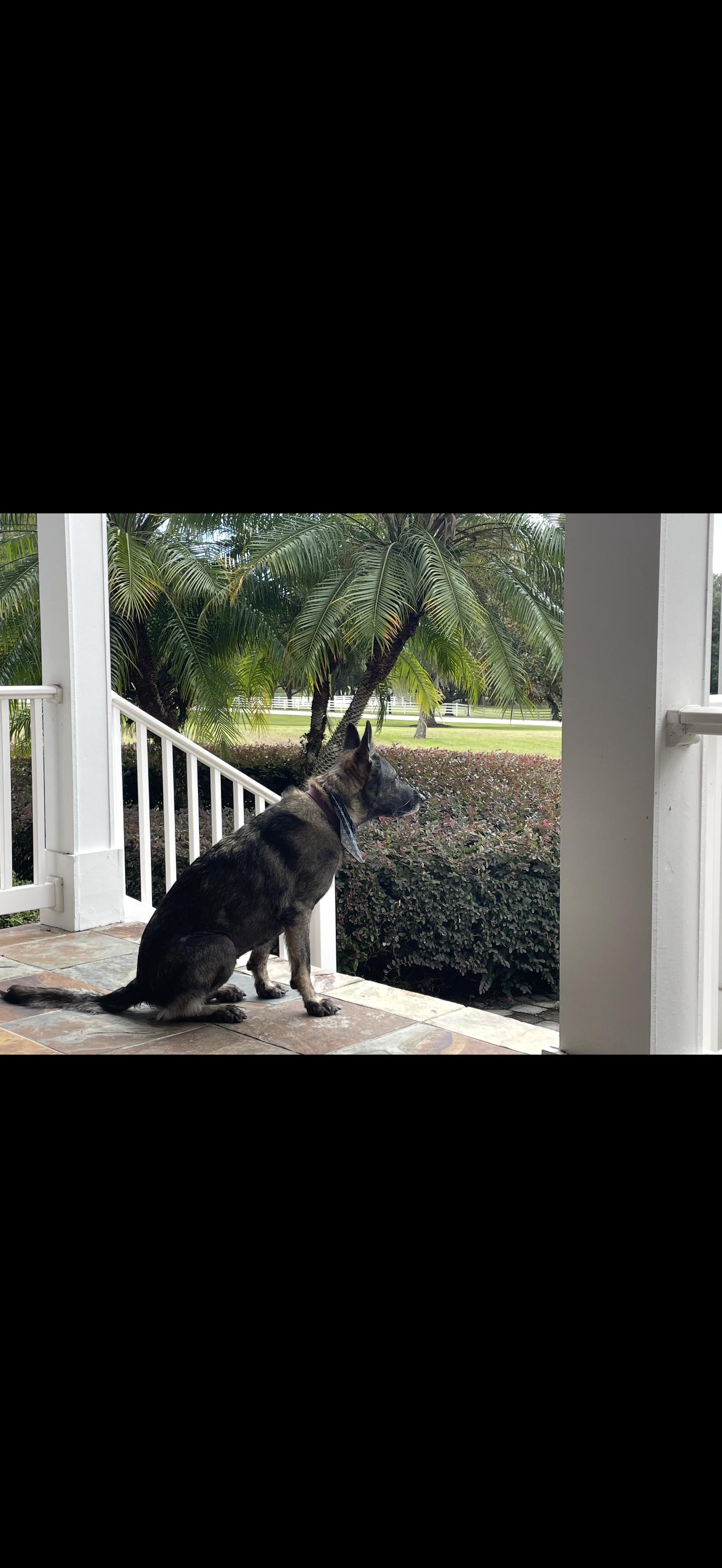 Enlarge Niya, a Adopted German Shepherd Dog in Oviedo, FL image 3/3