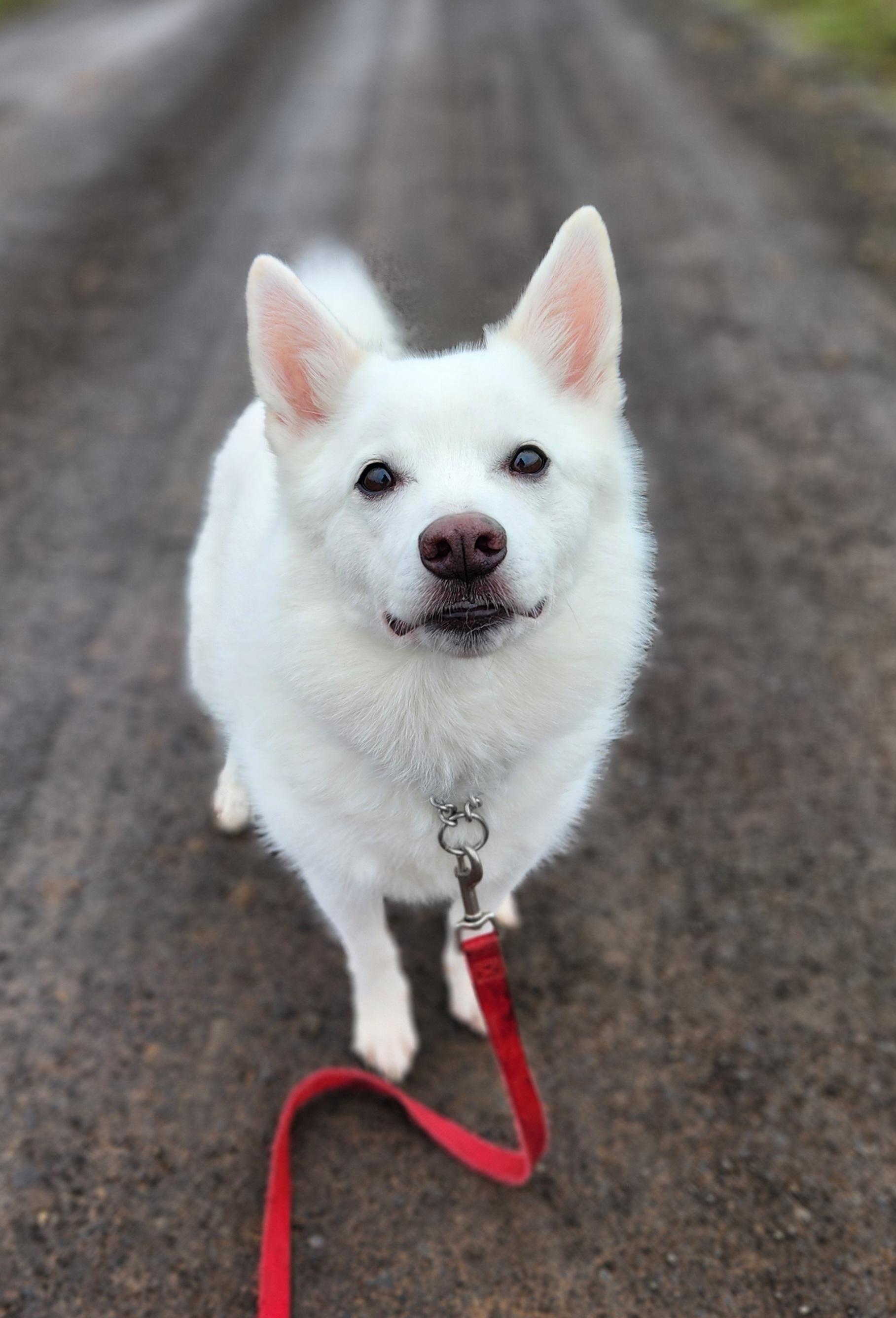 Cody, Adoptable, Adult Male American Eskimo Dog.