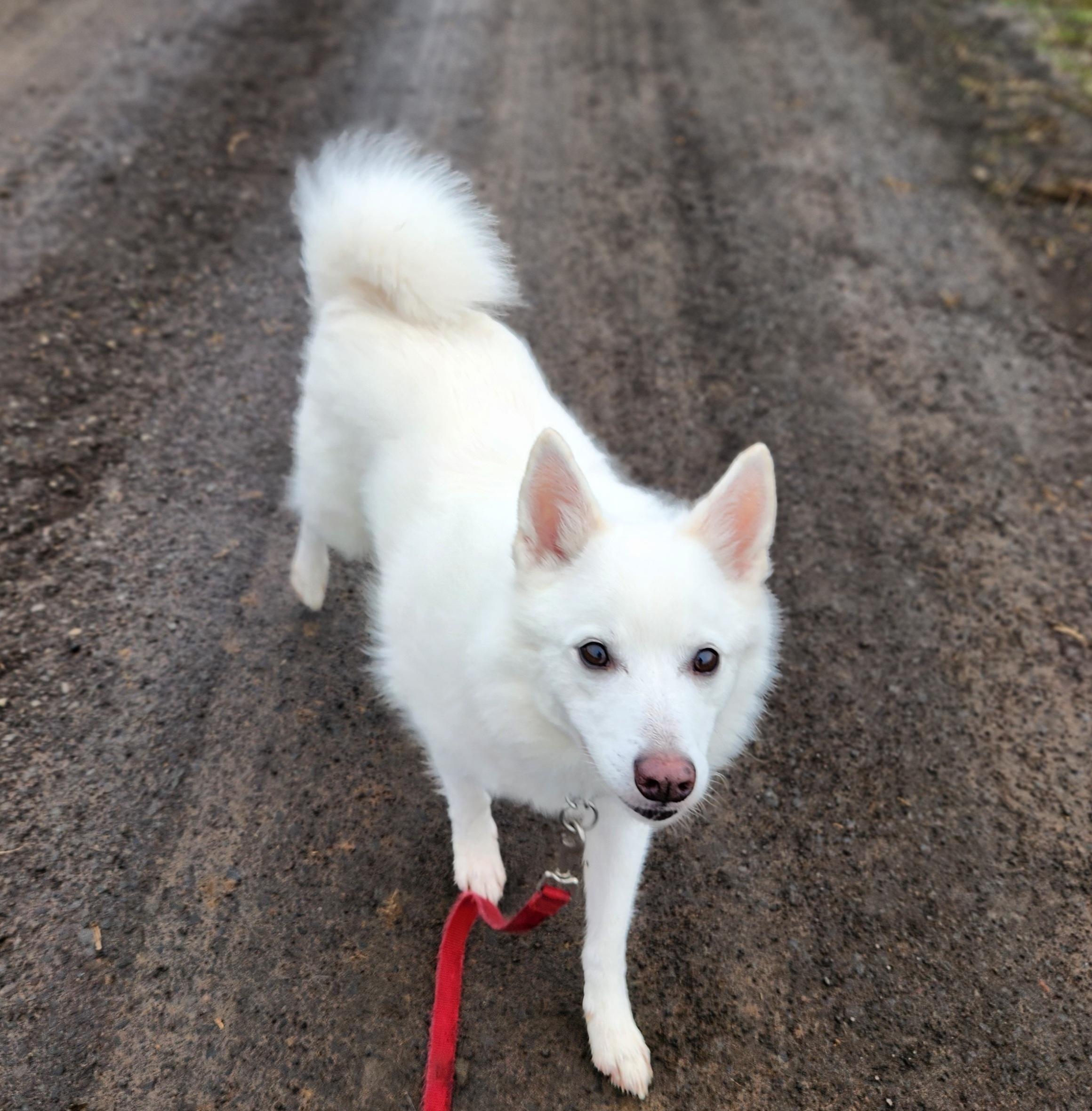 Enlarge Cody, a Adoptable American Eskimo Dog in Goldendale, WA image 3/3
