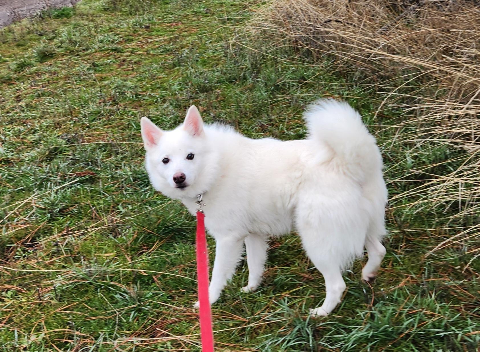 Enlarge Cody, a Adoptable American Eskimo Dog in Goldendale, WA image 2/3
